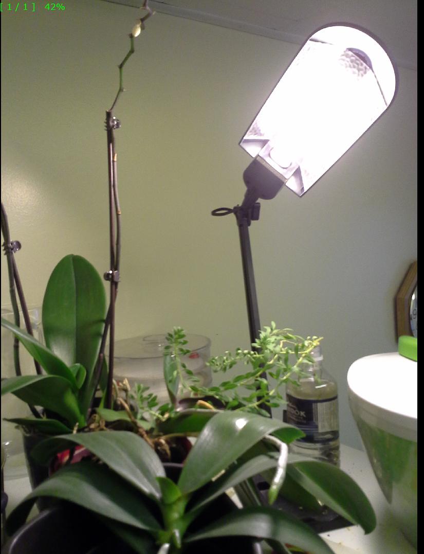 diagnosis Orchids not flowering Gardening & Landscaping Stack Exchange