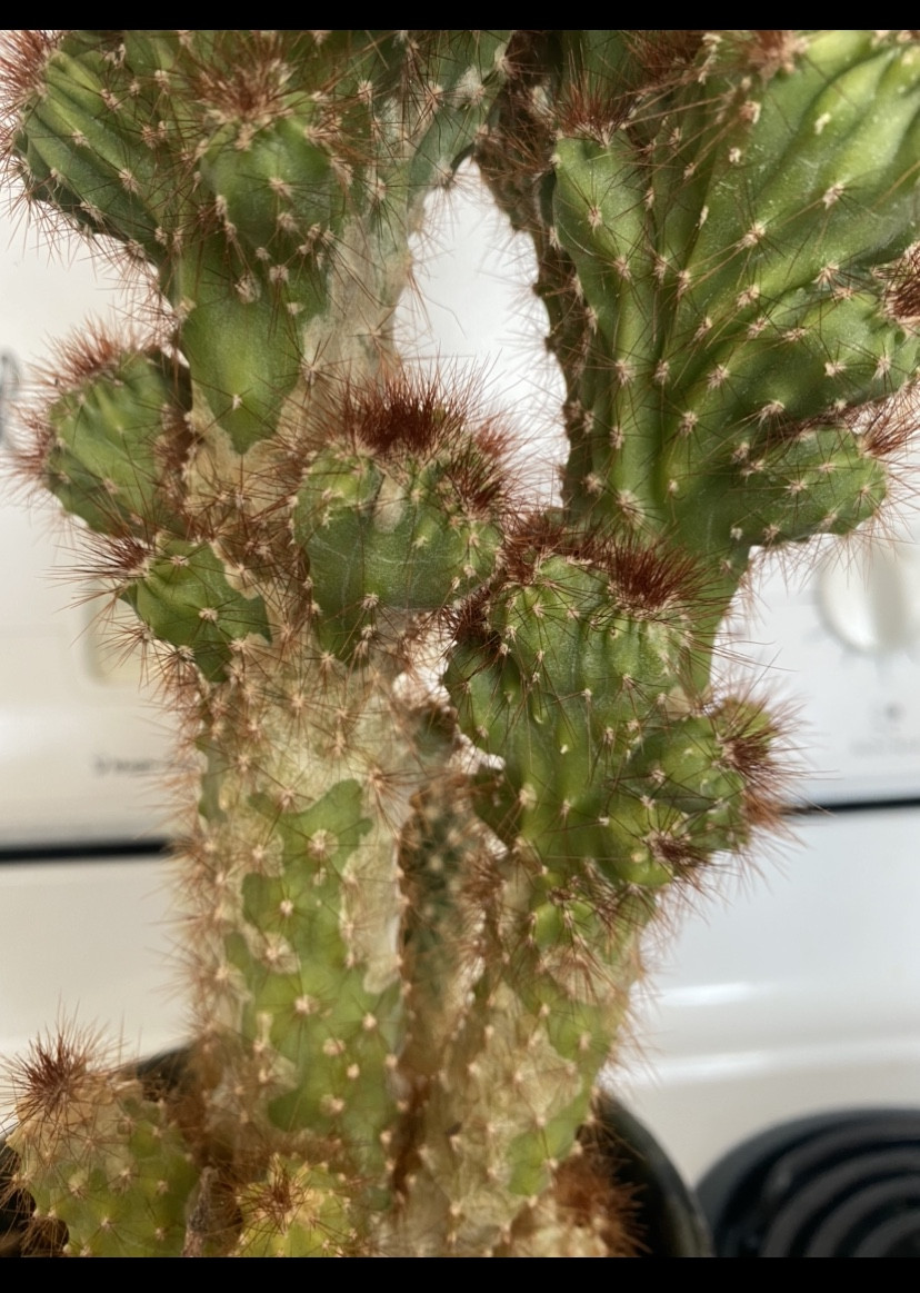 Discoloration of cactus Fungi or Mite? Gardening & Landscaping