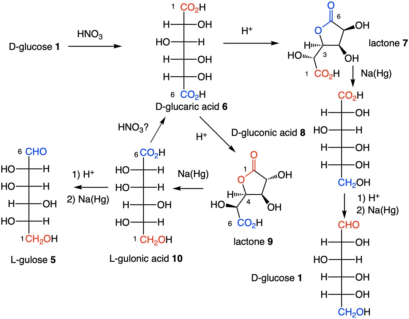 carbohydrates Fischer's proof of the structure of glucose Chemistry