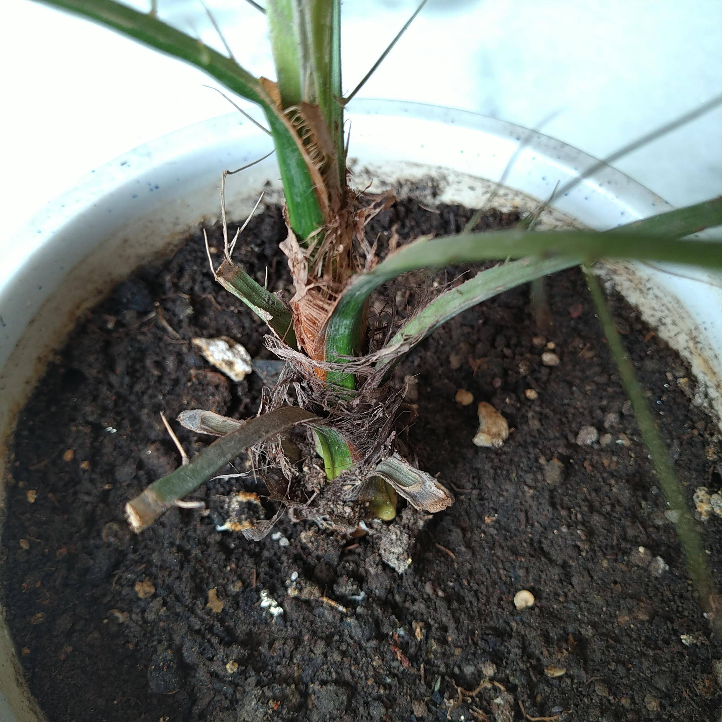 houseplants Palm plant wilting/drooping (pics added) Gardening & Landscaping Stack Exchange