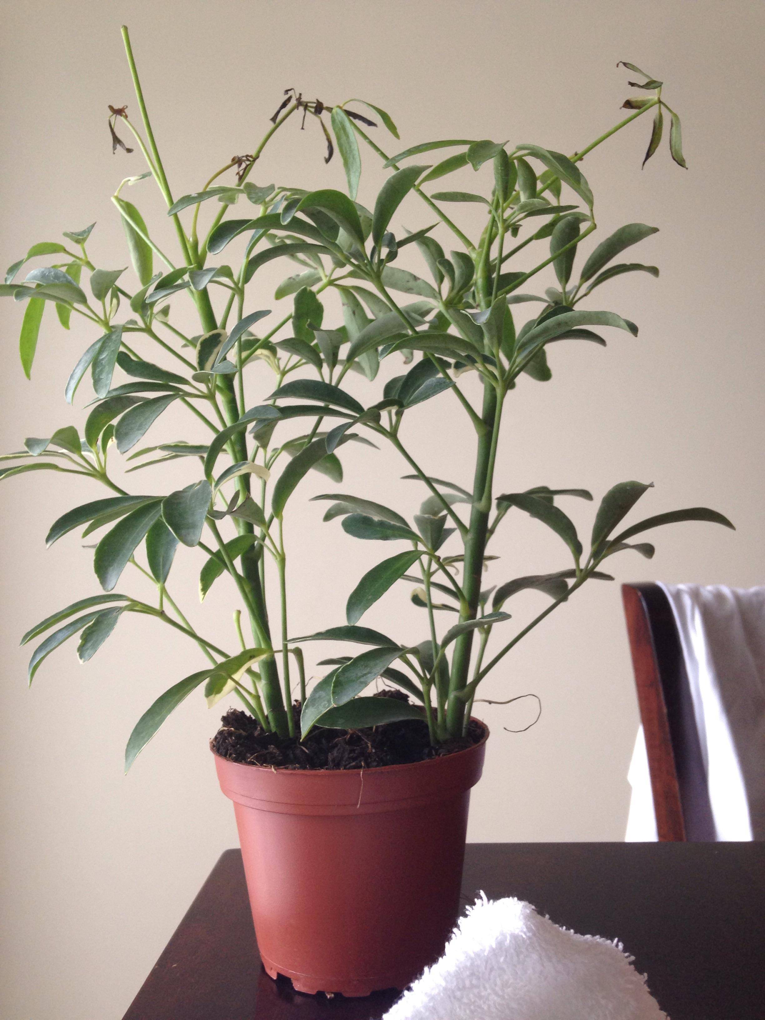Why is my Schefflera losing healthy looking leaves? Gardening