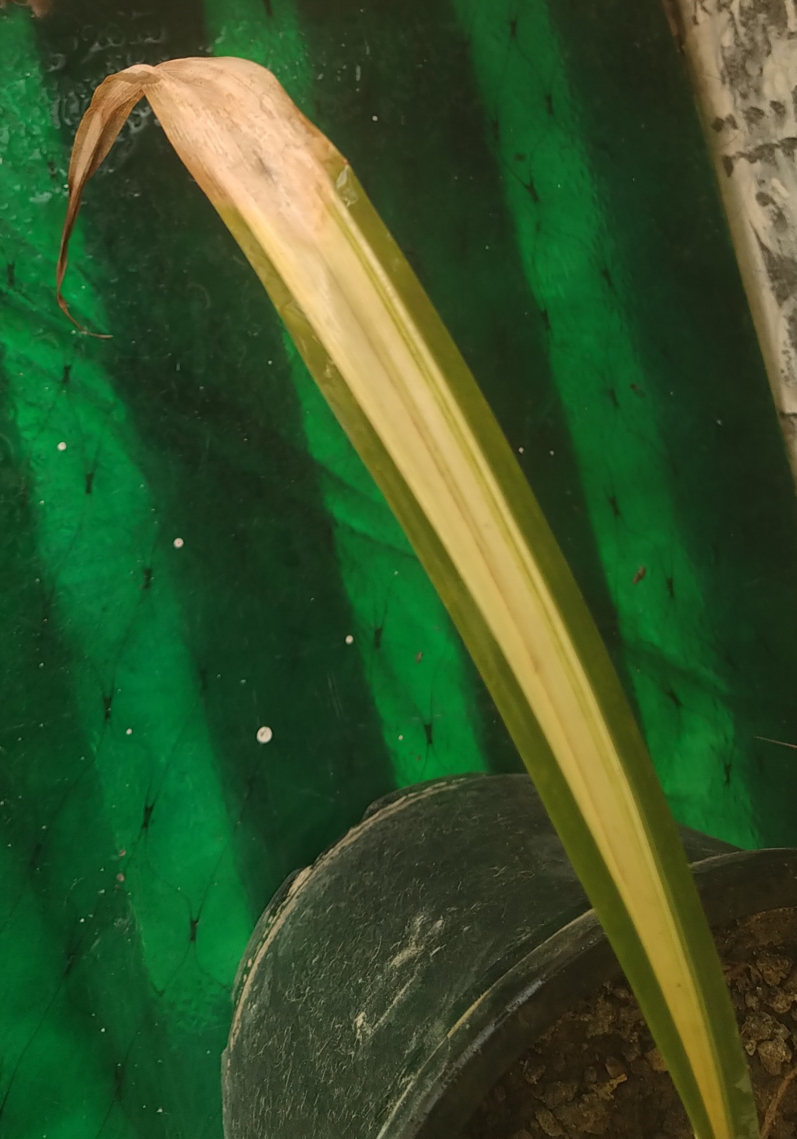 diagnosis Spider plant getting brown. Too cold or overwatering