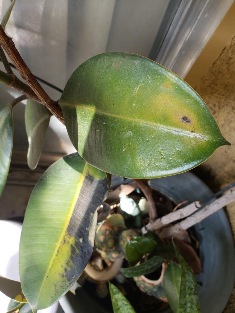 houseplants Black spots on leaves of Rubber plant Gardening & Landscaping Stack Exchange