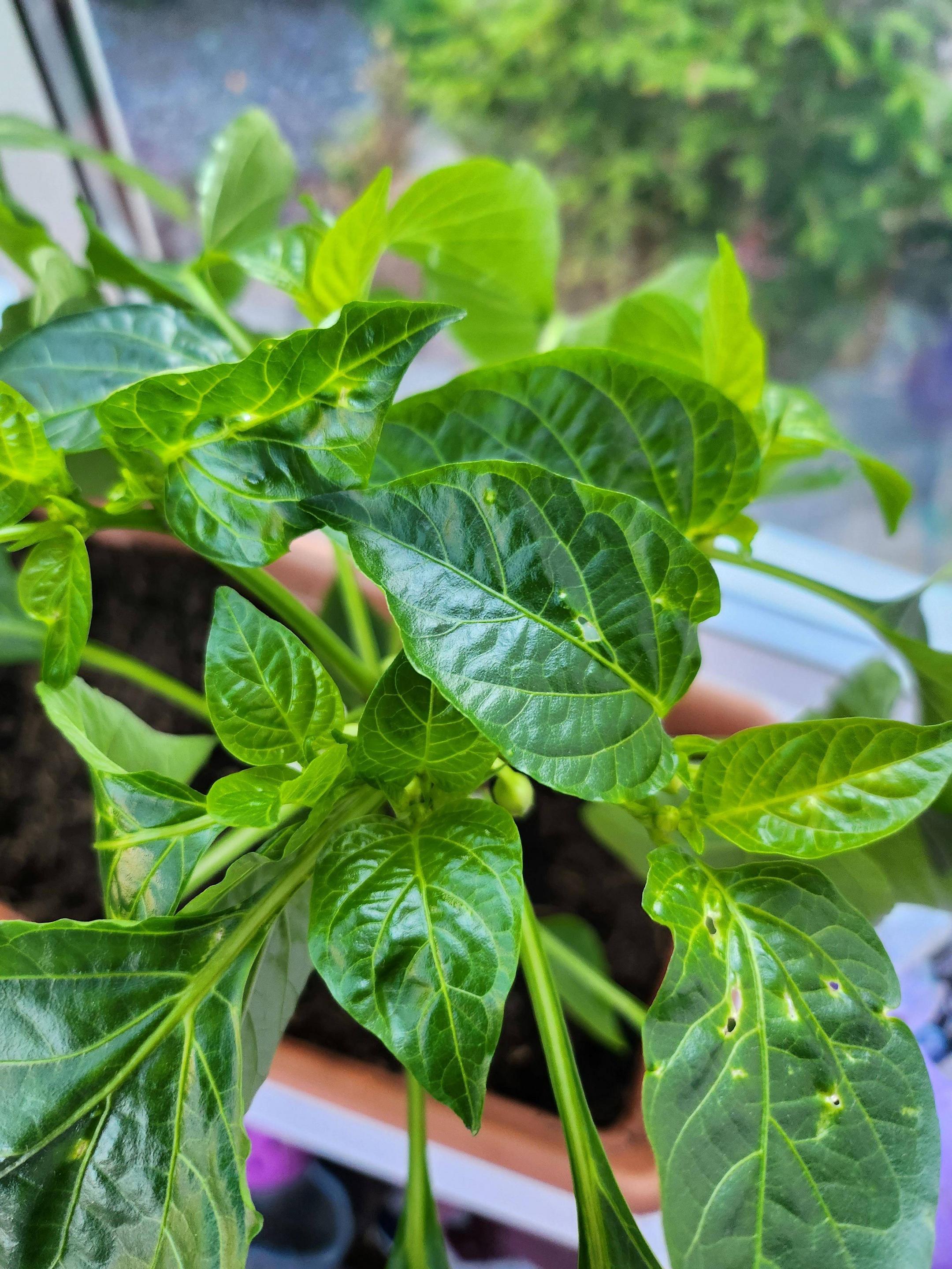 What's causing my pepper plants to have small holes in the leaves