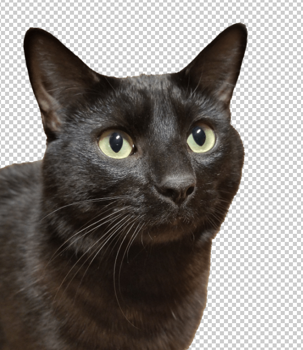 How to isolate a cat’s whiskers from background in 2020? PhotoLens