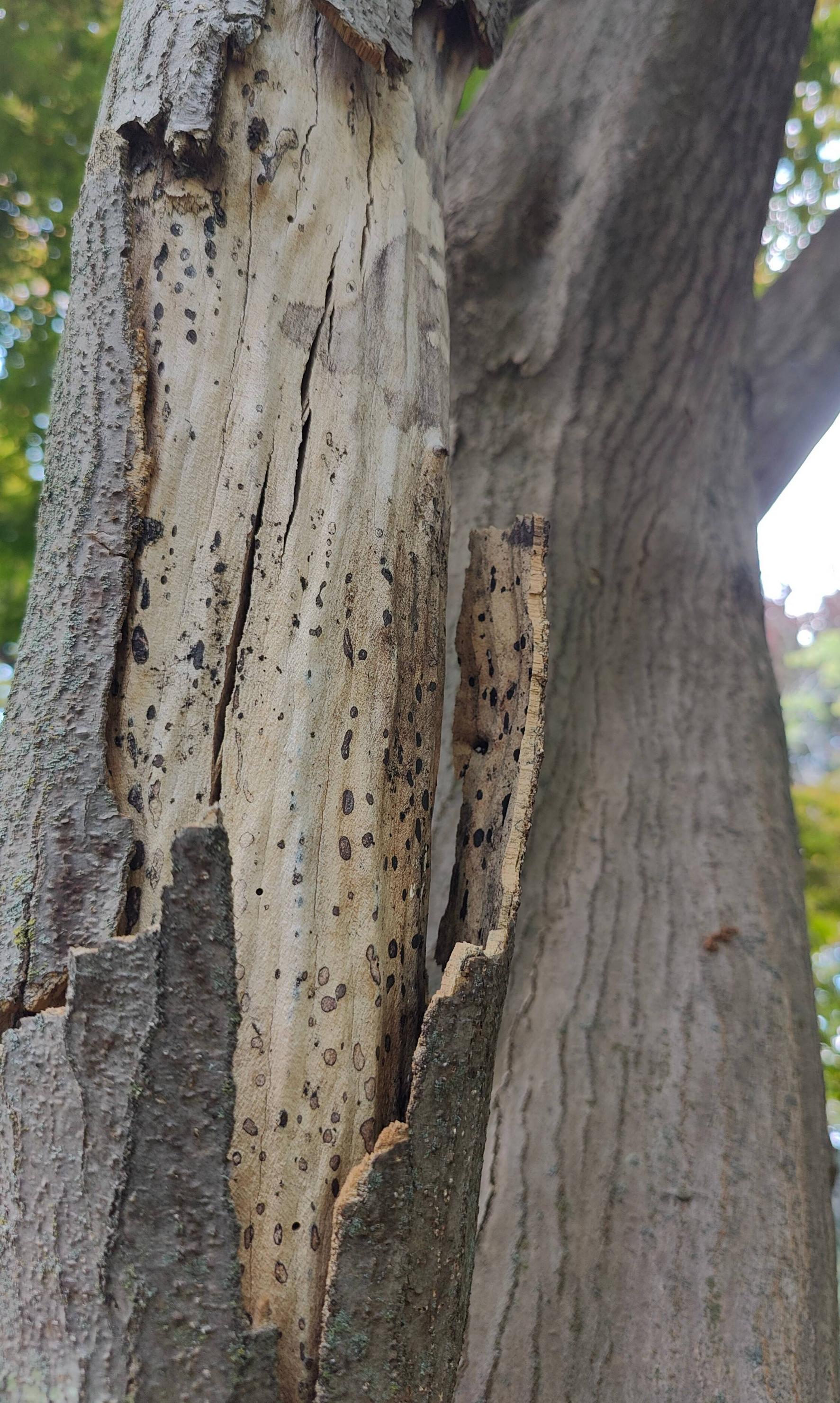 trees The bark on my 50 year old Japanese Maple splitting Gardening