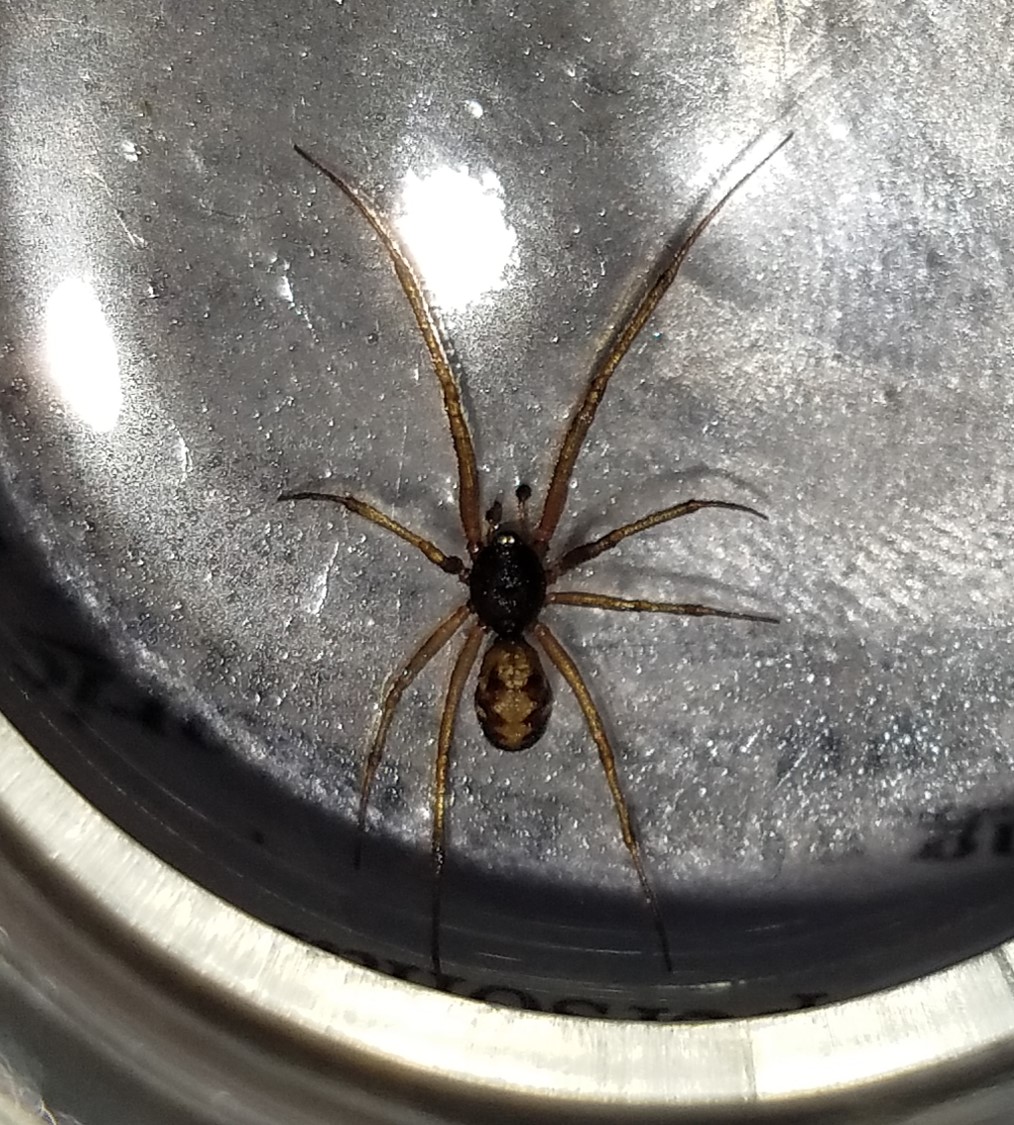 [Solved] Spider with brown zig zags on abdomen and black 9to5Science