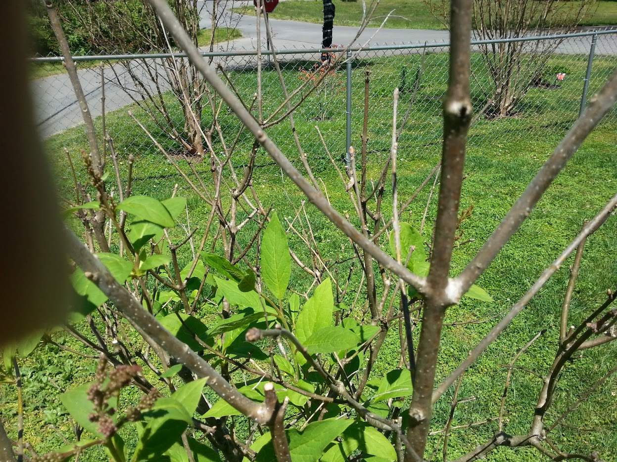 diagnosis Dying French Lilac Gardening & Landscaping Stack Exchange