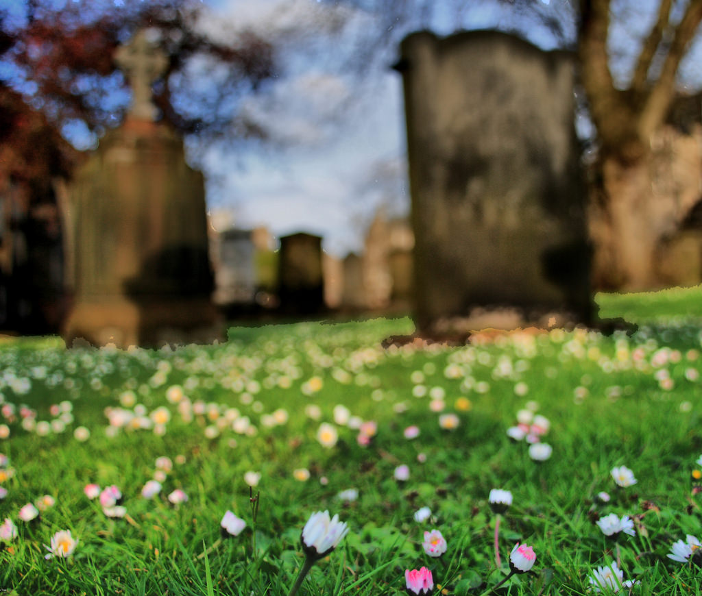 title explanation How did Pushing Daisies get its name? Science