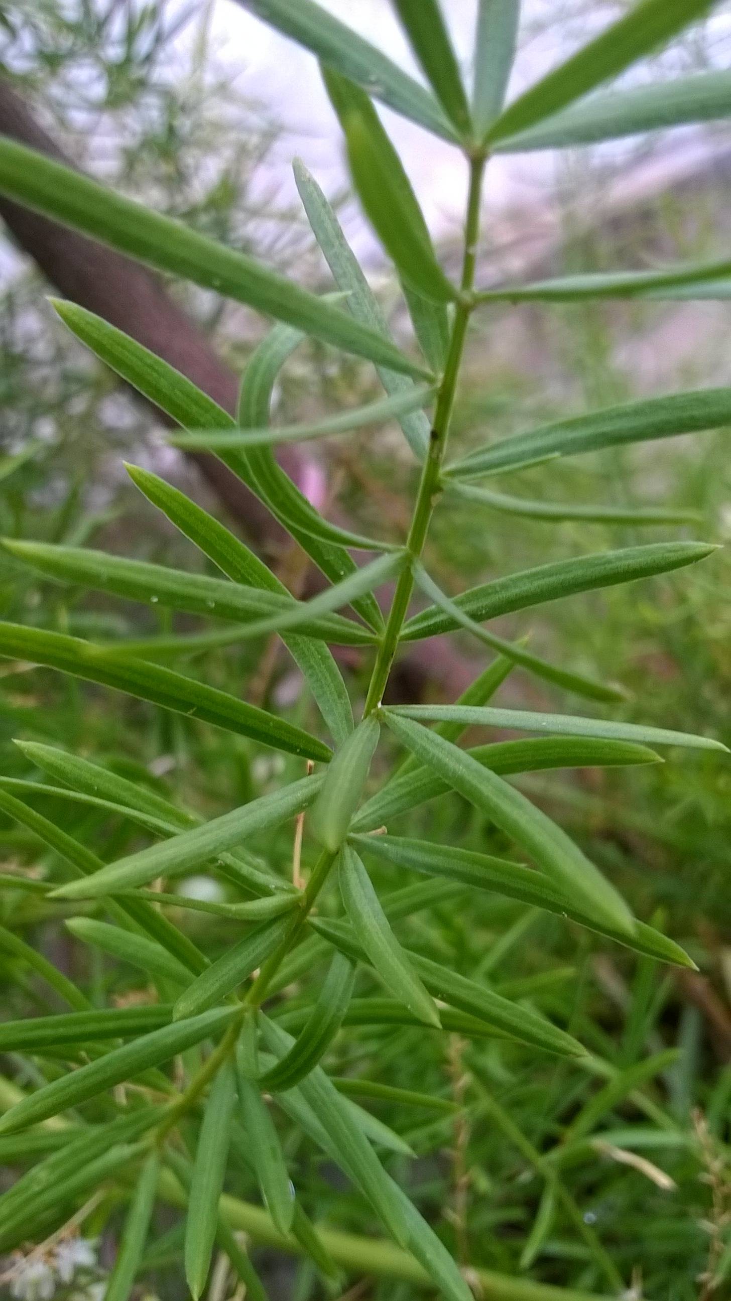 identification What is this spikyleaved, whiteflowered plant that