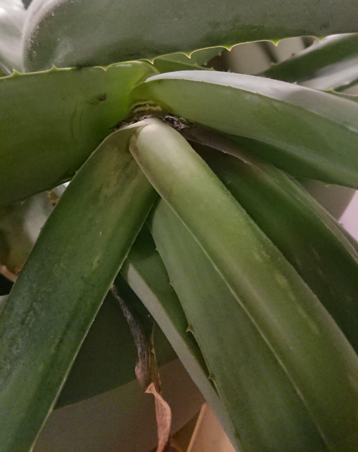 diseases Healthy leaf fell off aloe vera plant. Looks like there may