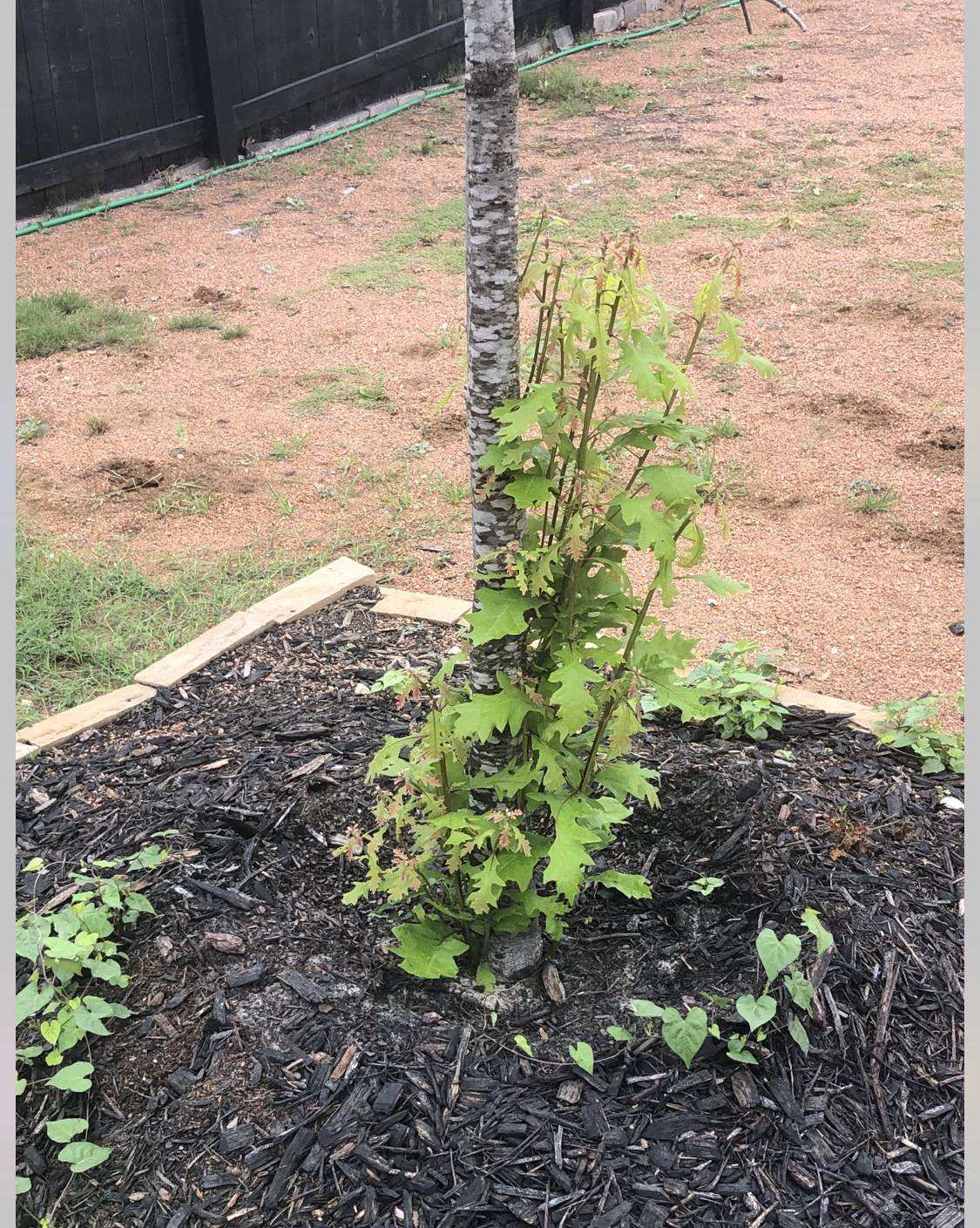 diagnosis Is my red oak tree dead? Only suckers growing( Gardening
