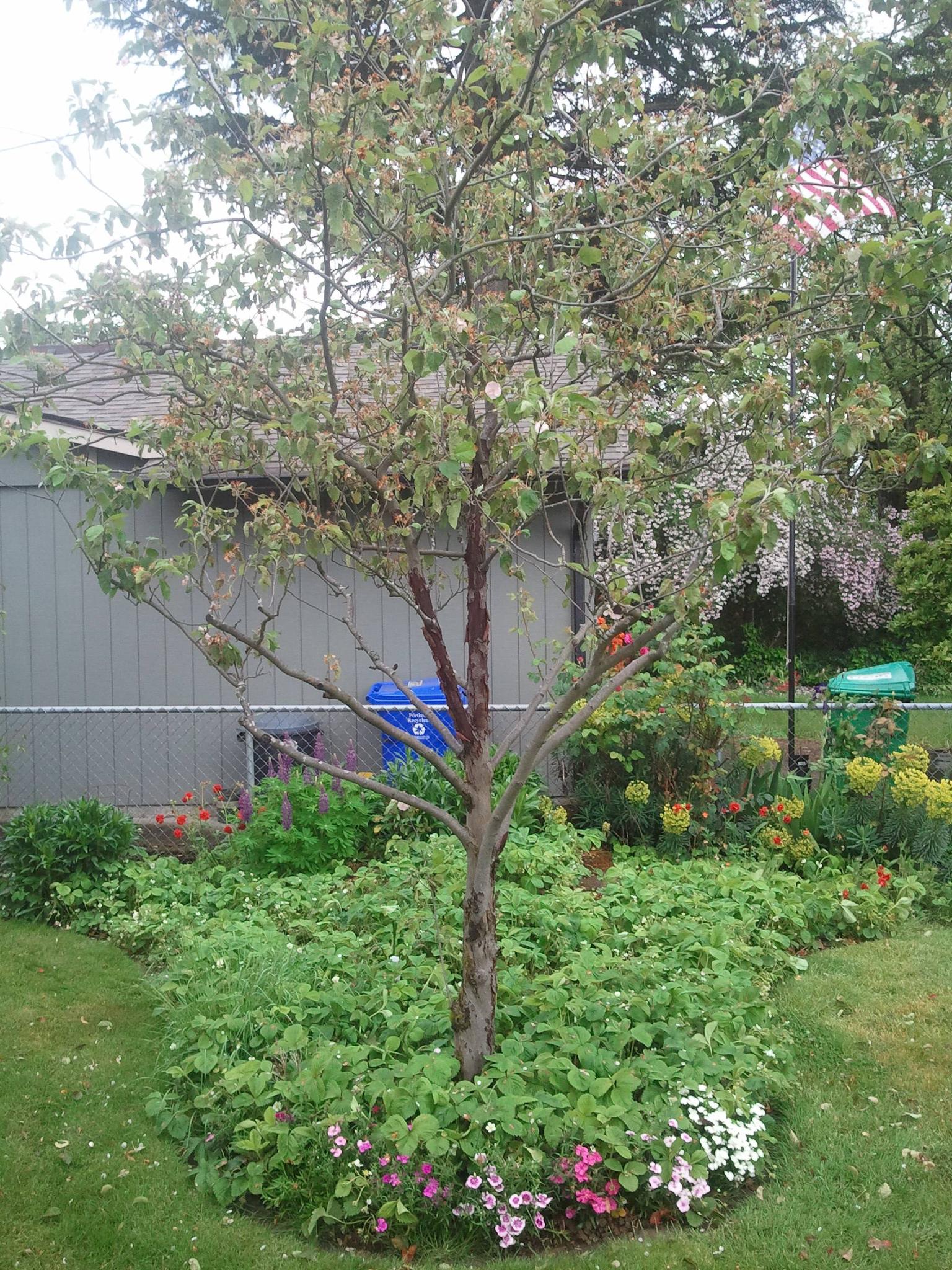 diagnosis What is causing the bark on my crabapple to crack and peel