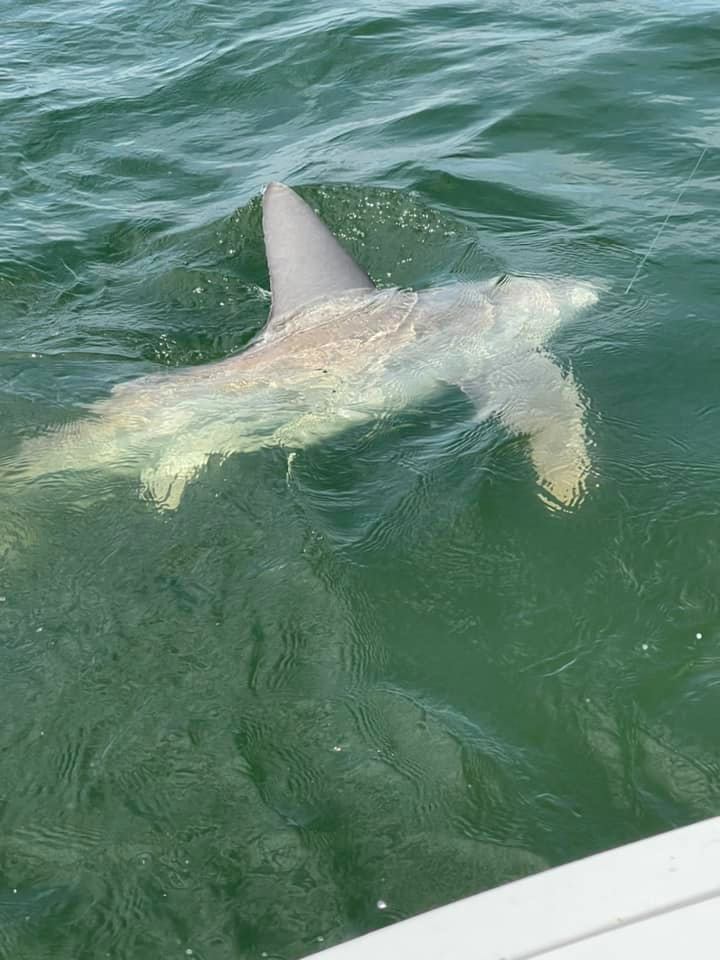 Identificación de un tiburón costero con una aleta dorsal ancha