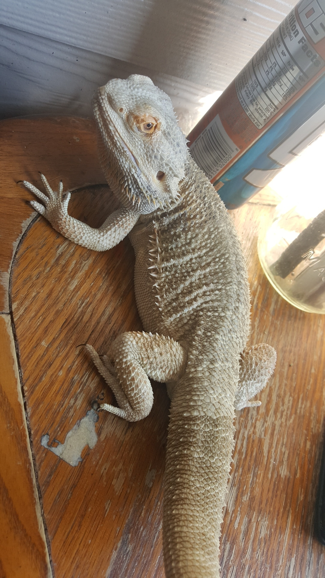 After all, drawing a bearded dragon is easy.