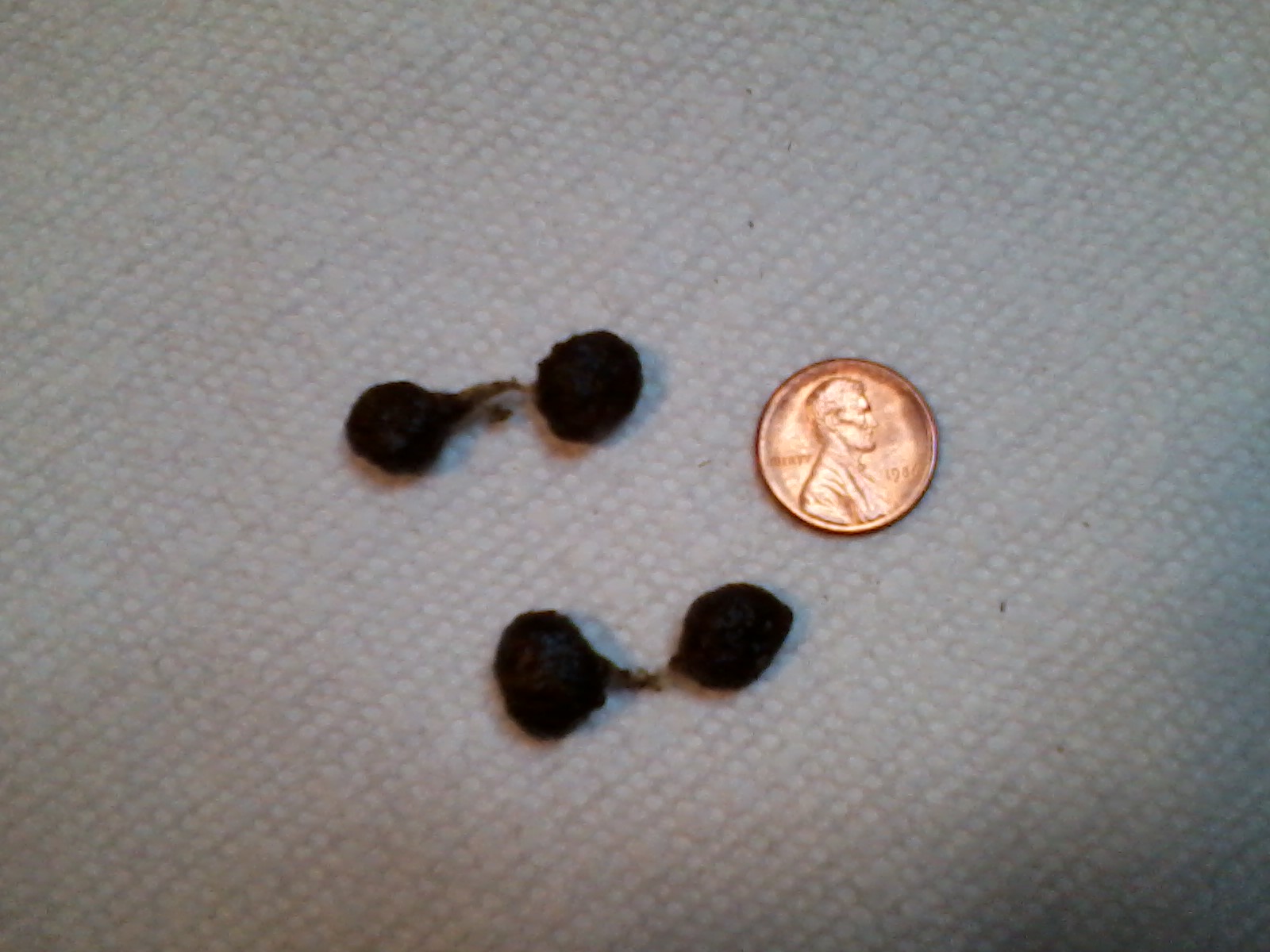 health Should I worry that my rabbit is leaving connected poops