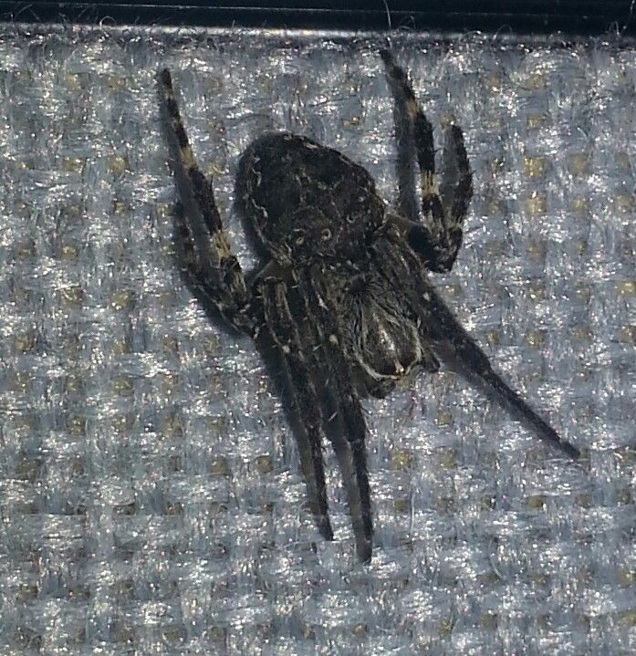 zoology - Black spider identification - Biology Stack Exchange