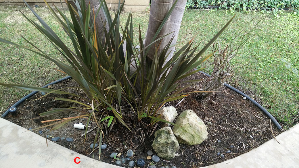 for plants next to front walkway Gardening