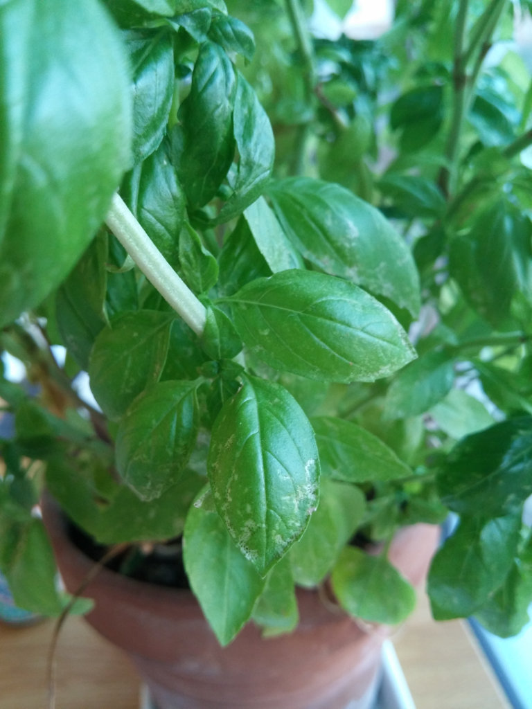 What's causing these small black spots on my basil plant? Gardening