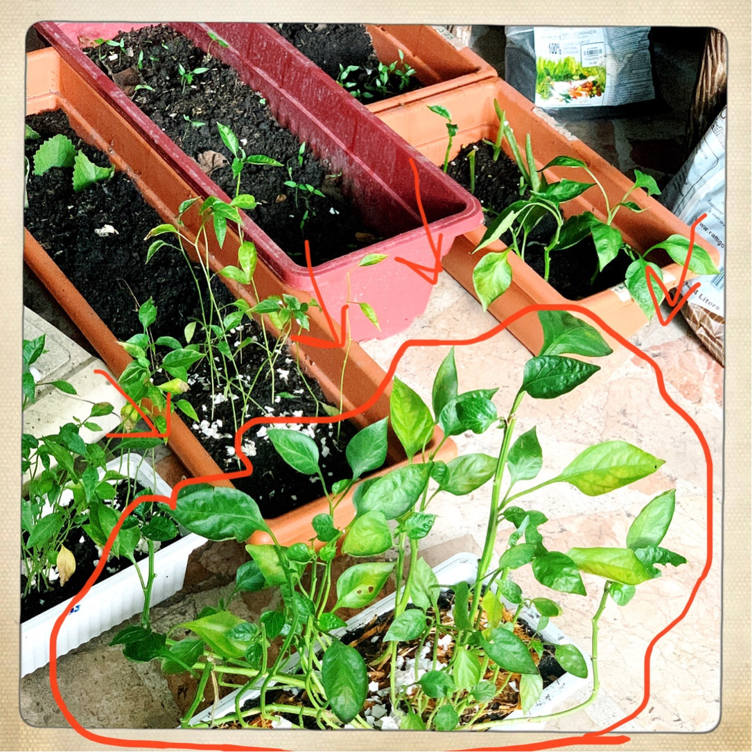 pests What’s eating the leaves of my bell pepper plant Gardening