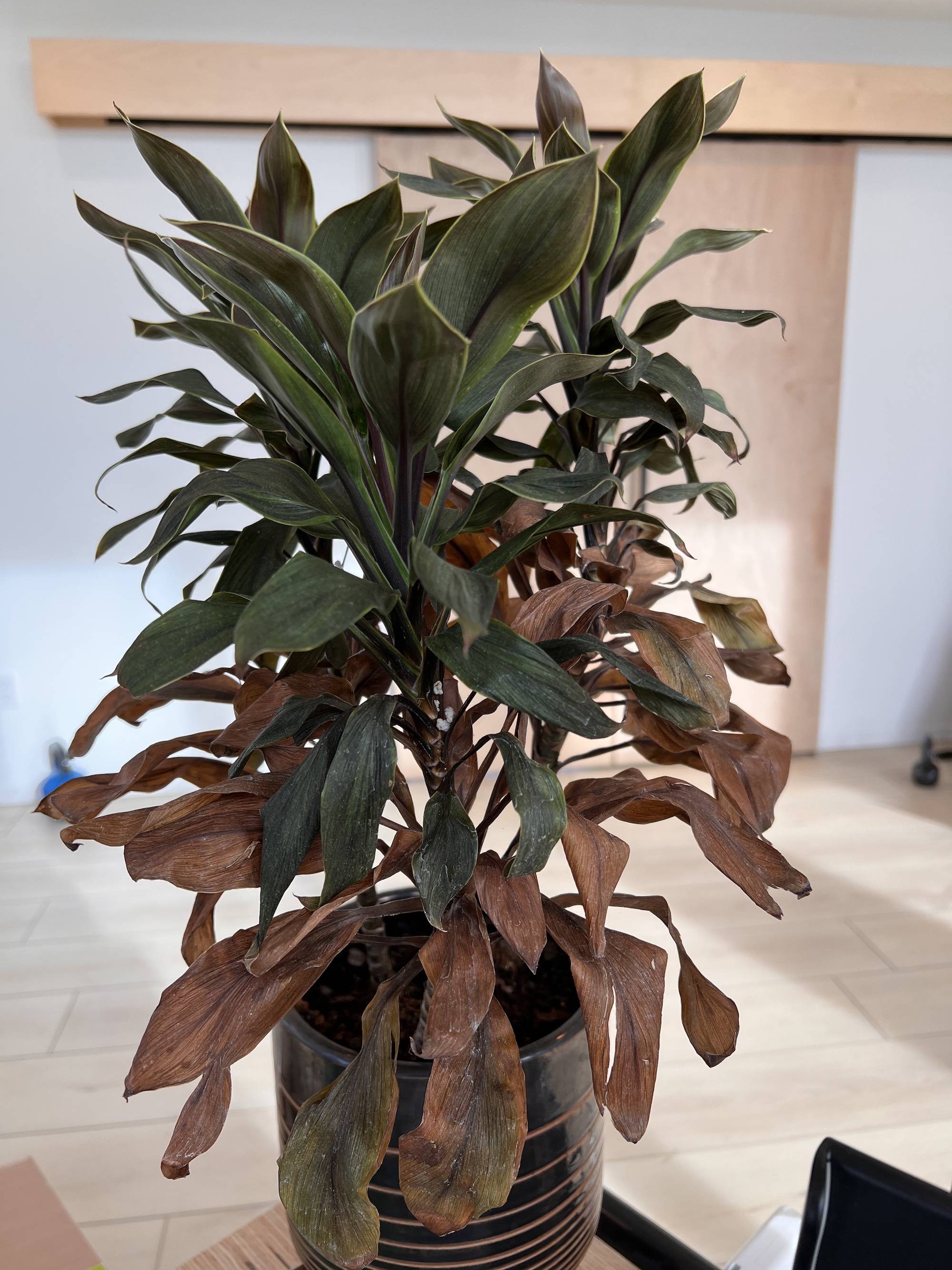 identification Bring wilting plant back to life Gardening