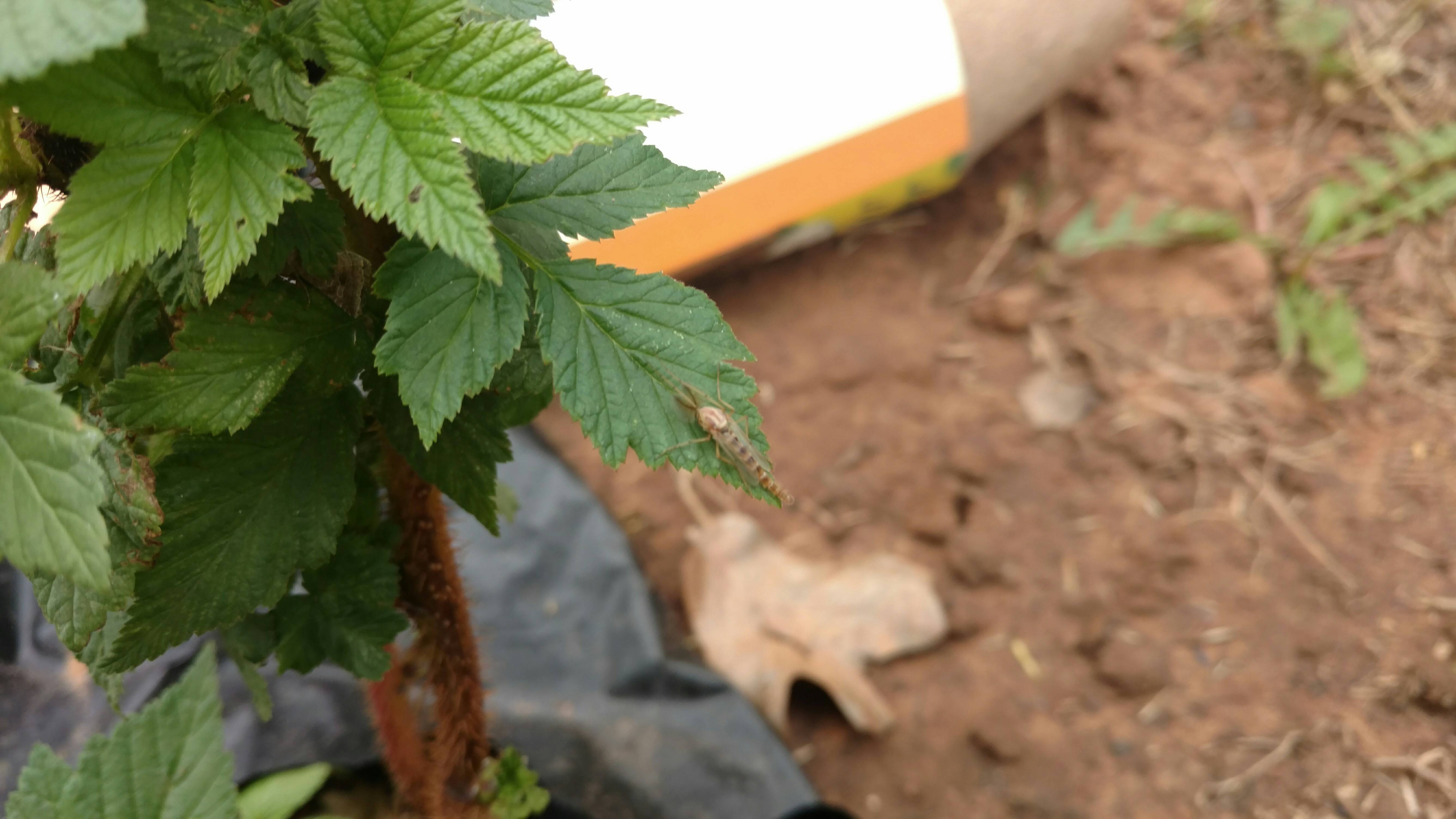 tomatoes What is eating my plants leaves? Gardening & Landscaping