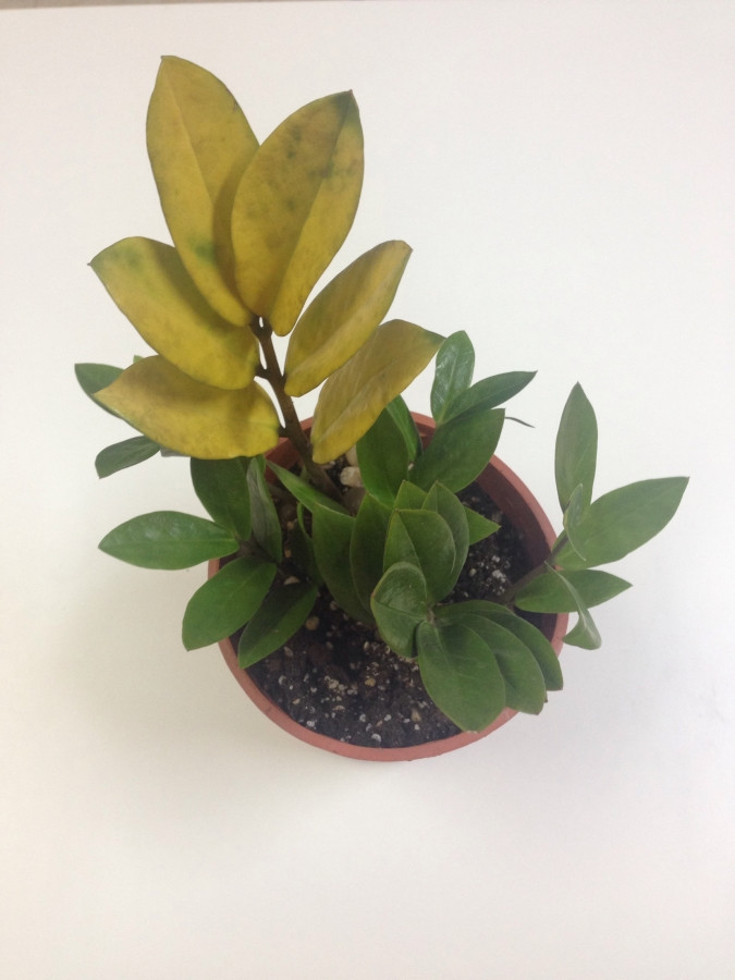 diagnosis Why are my Dracaena and ZZ leaves turning yellow