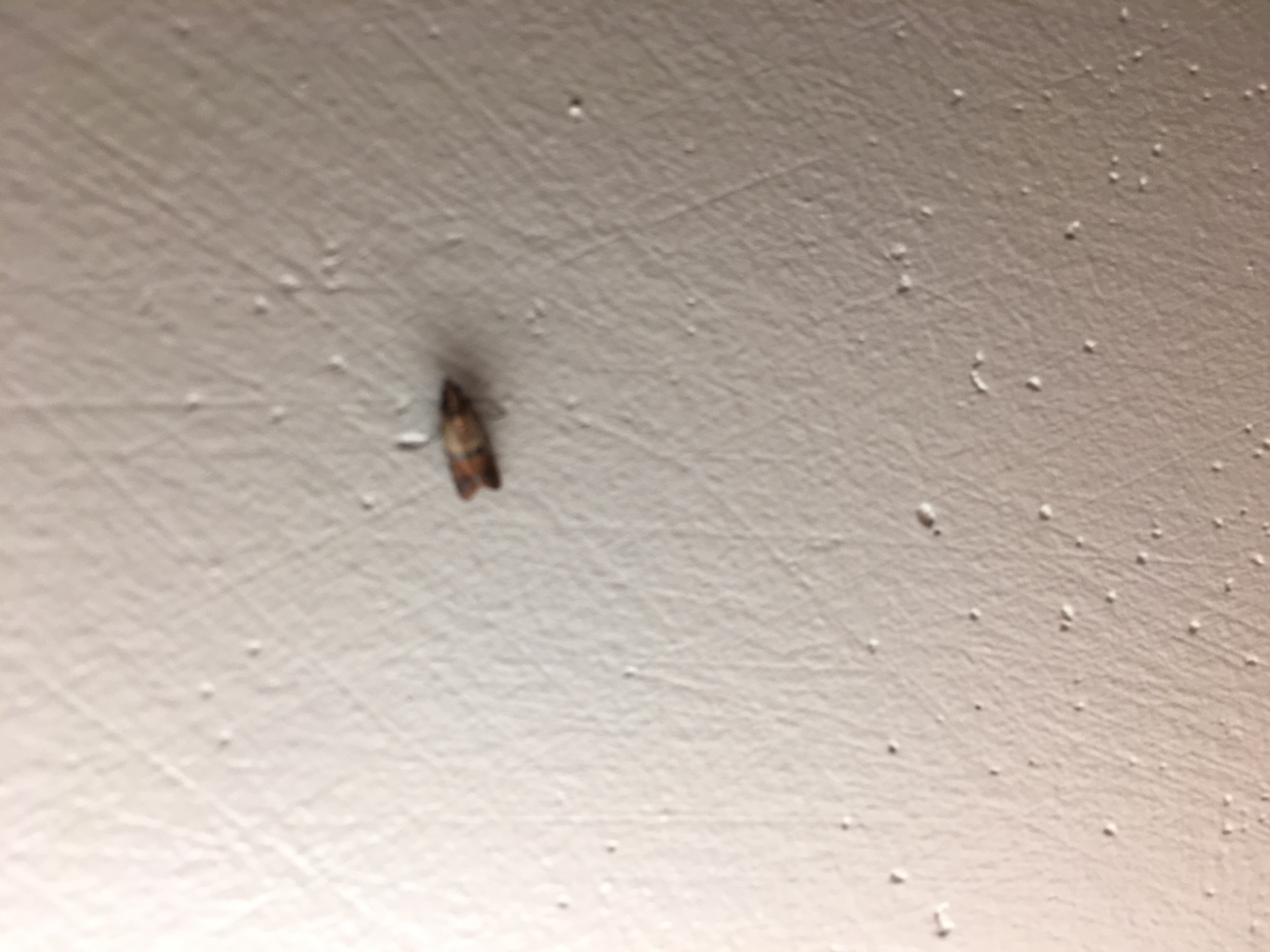 pest control Is this a drain fly? Home Improvement Stack Exchange