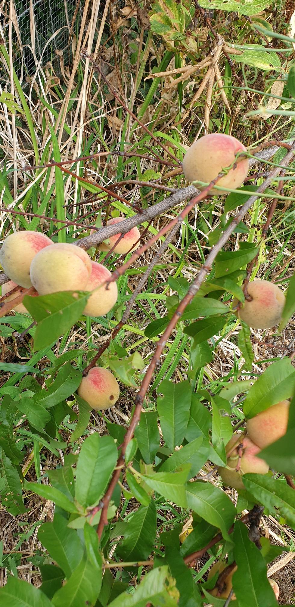 Identify peach tree Gardening & Landscaping Stack Exchange
