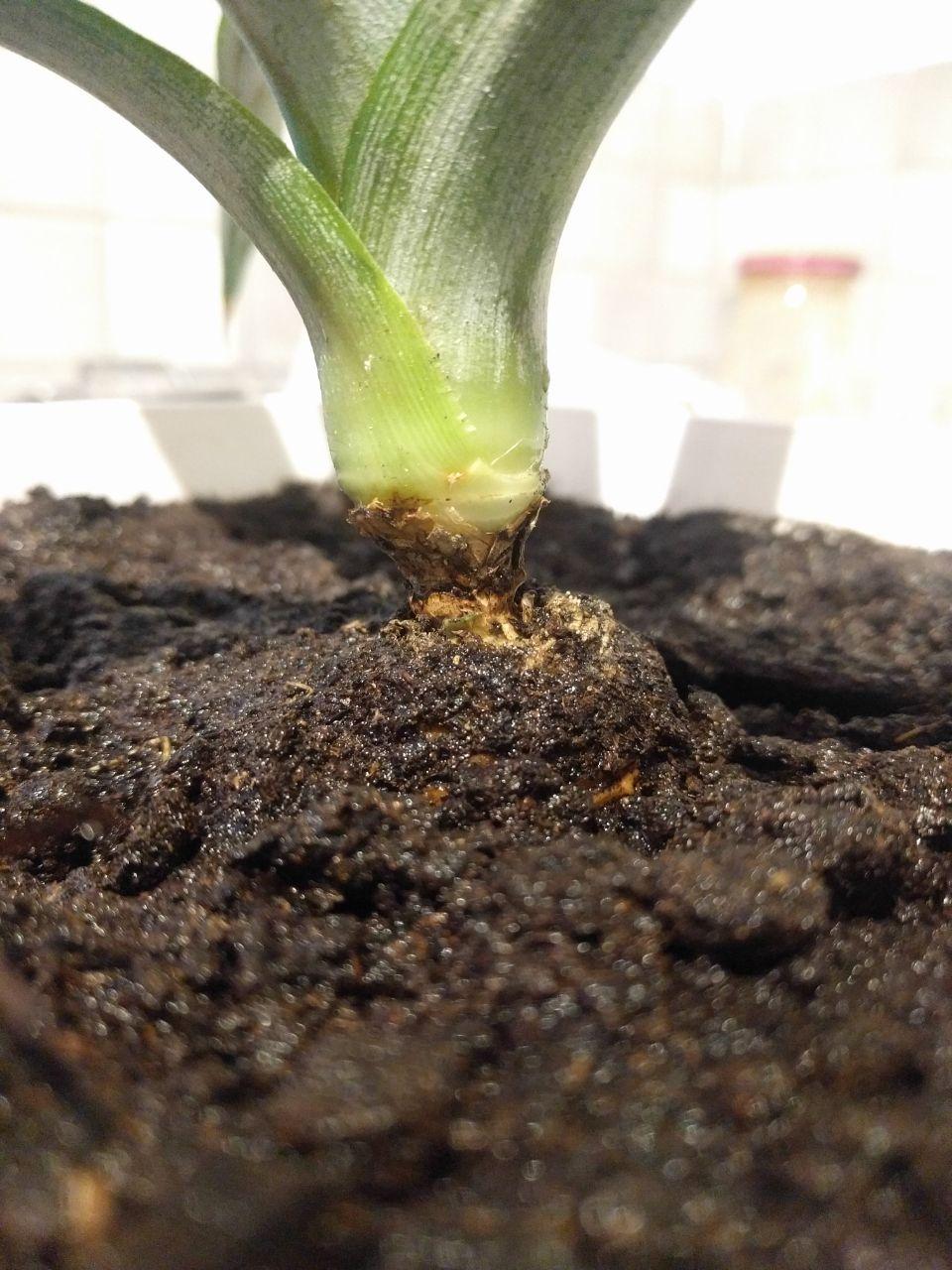 houseplants Why is the base of my pineapple plant so