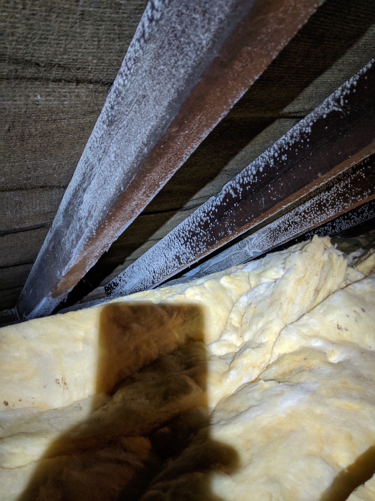 [SOLVED] White mold in the attic? Home Improvement