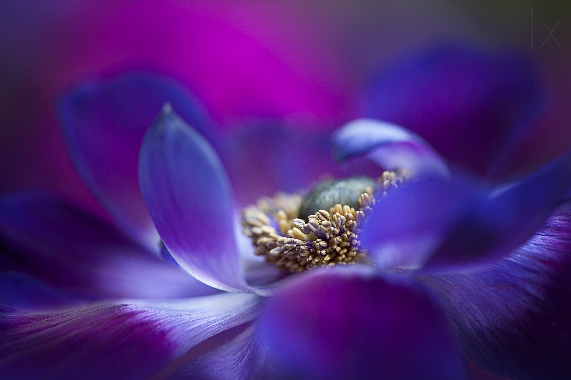 composition How to compose flowering plants? Photography Stack Exchange