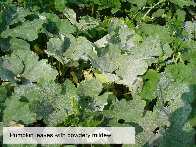 diagnosis How do I get rid of this white stuff on my pumpkin leaves
