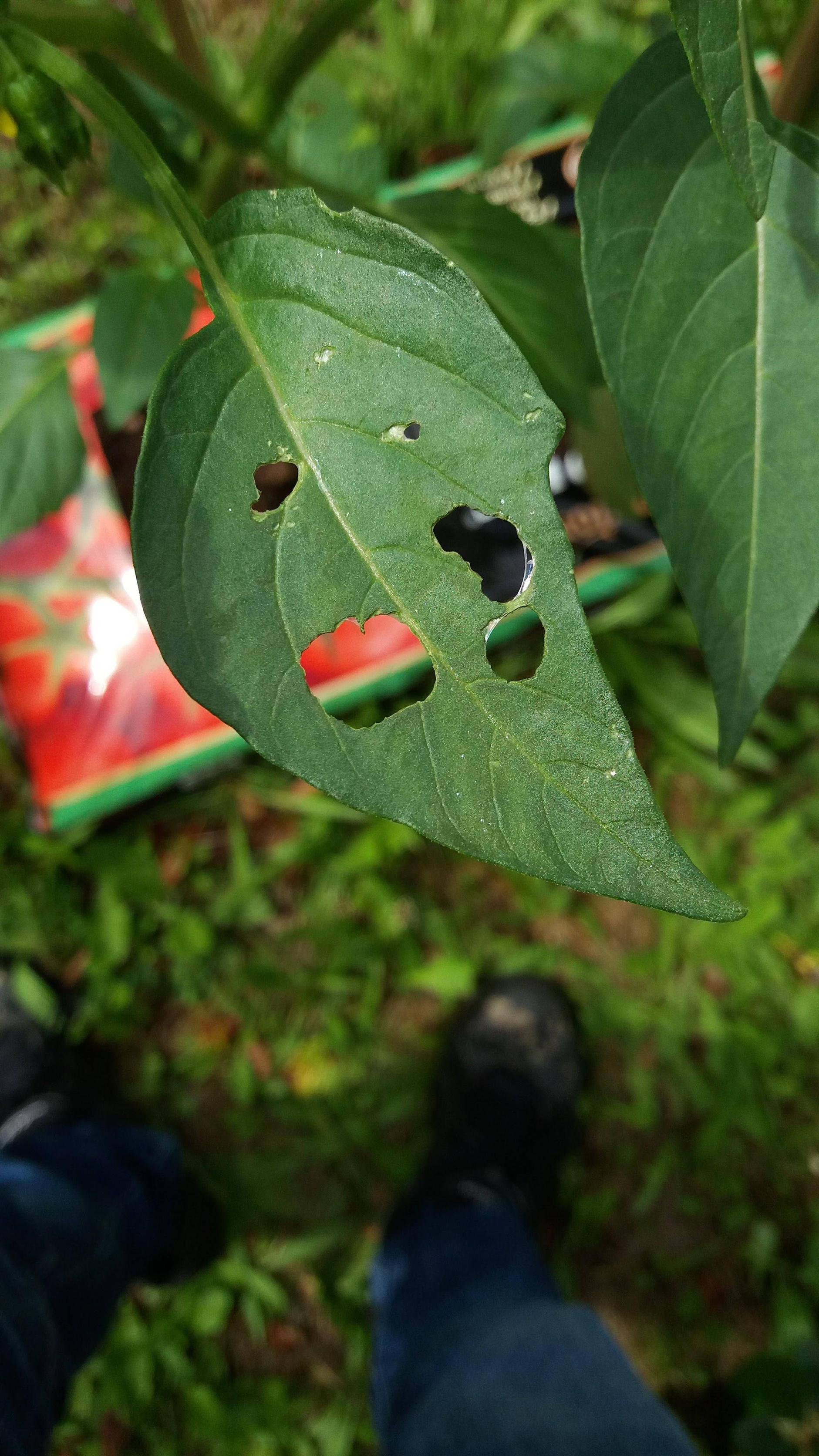 tomatoes Bite marks on tomato leaves Gardening & Landscaping Stack
