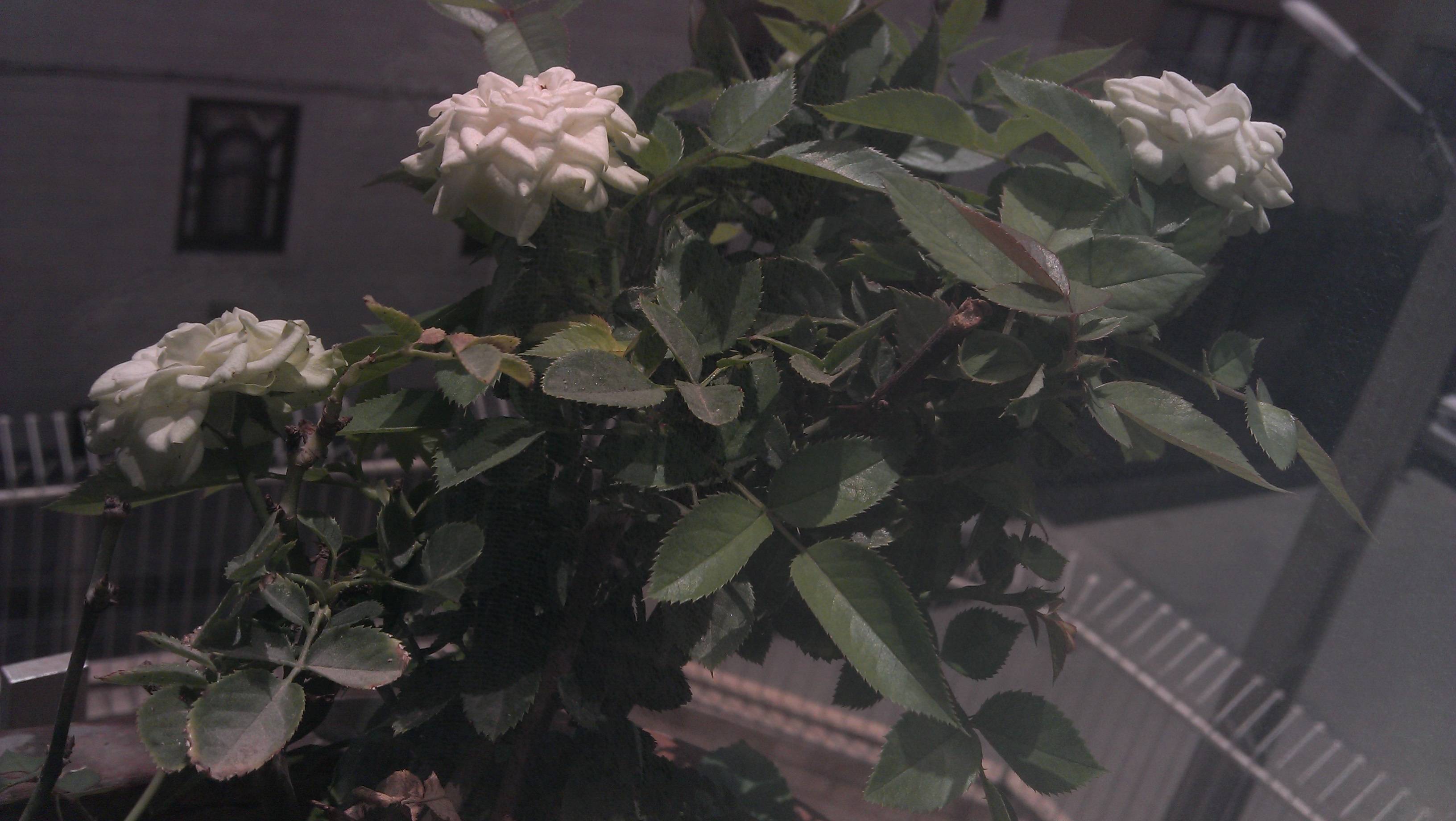 roses Why do my rosa chinensis flowers turn white as they age