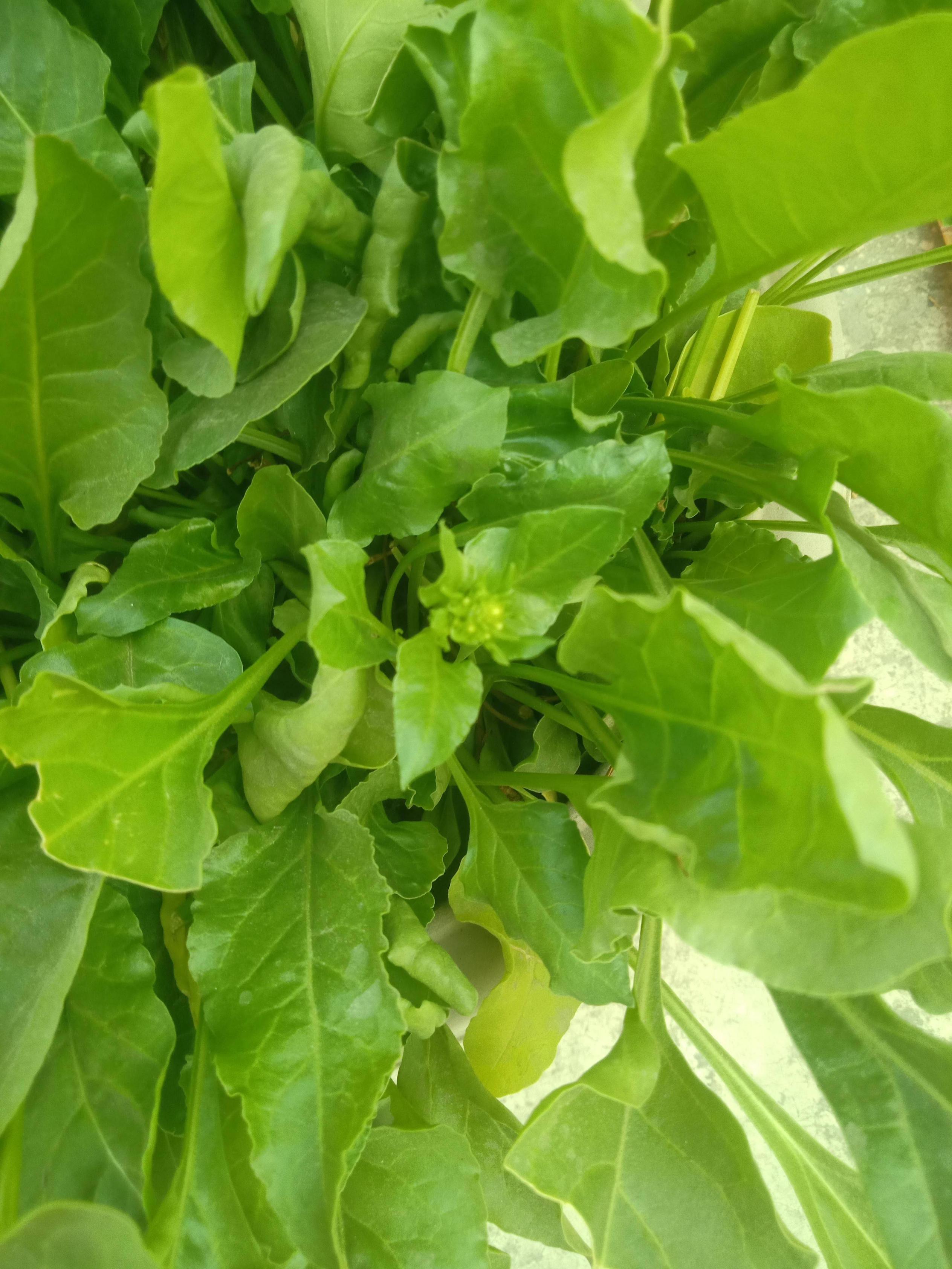 flowering Spinach bolting in peak winter. Is overcrowding the culprit