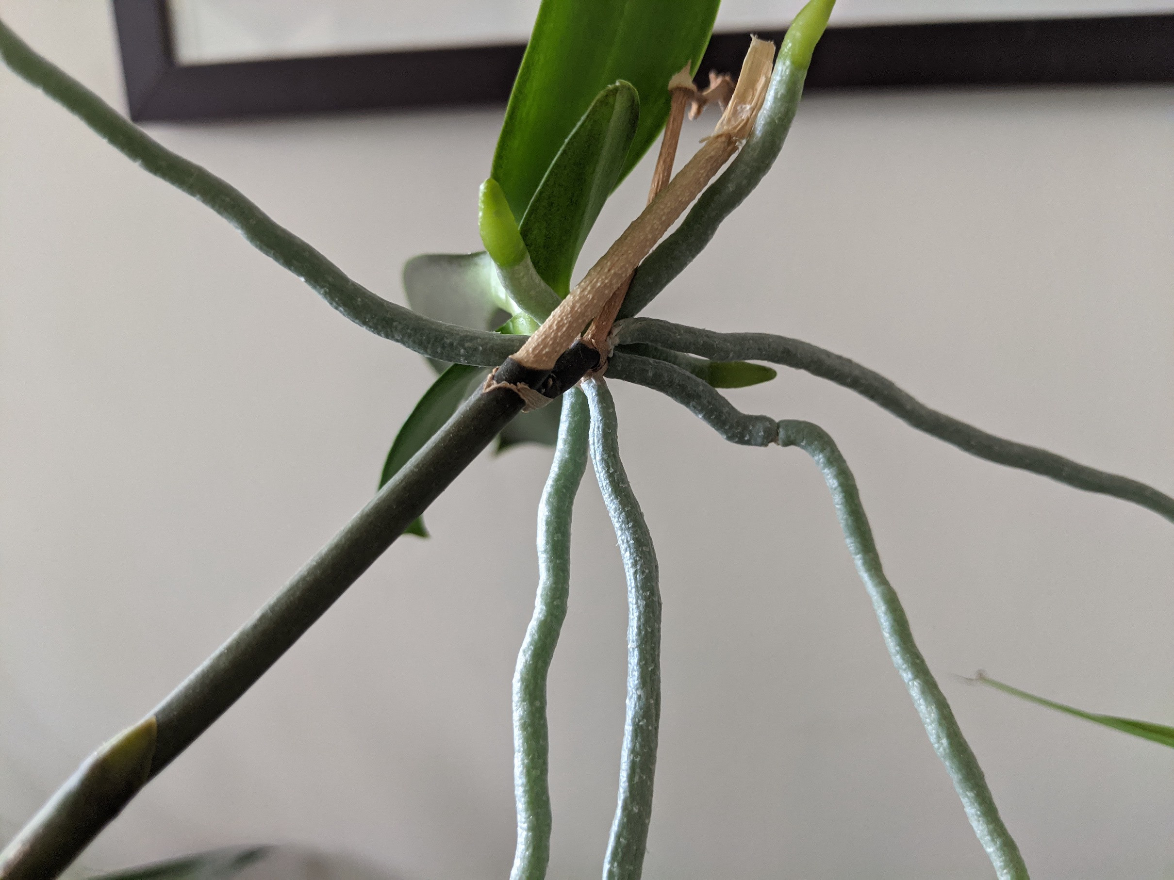 repotting When to sever and repot a baby orchid? Gardening