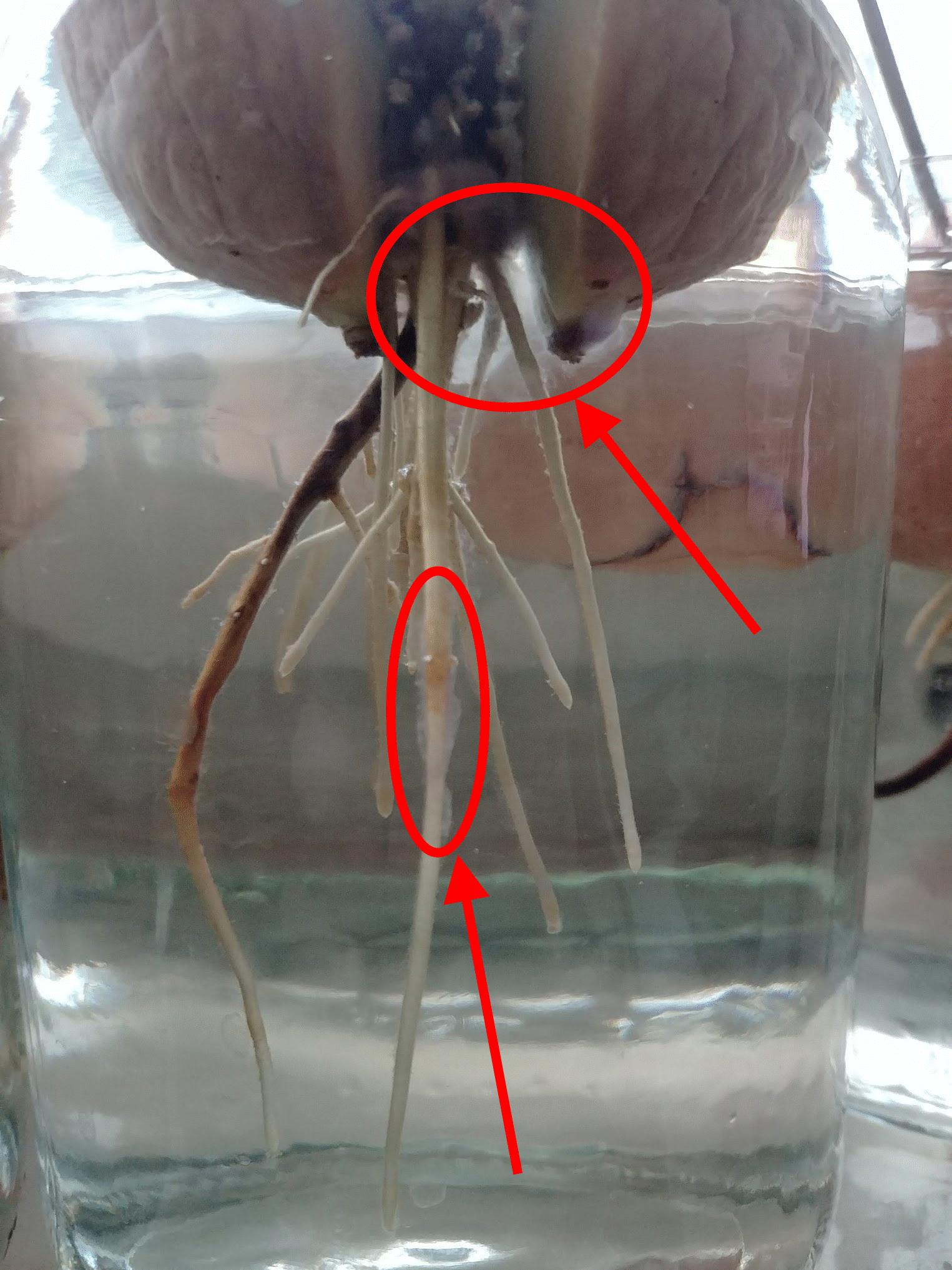 germination What is this white mold growing in my germinating avocado