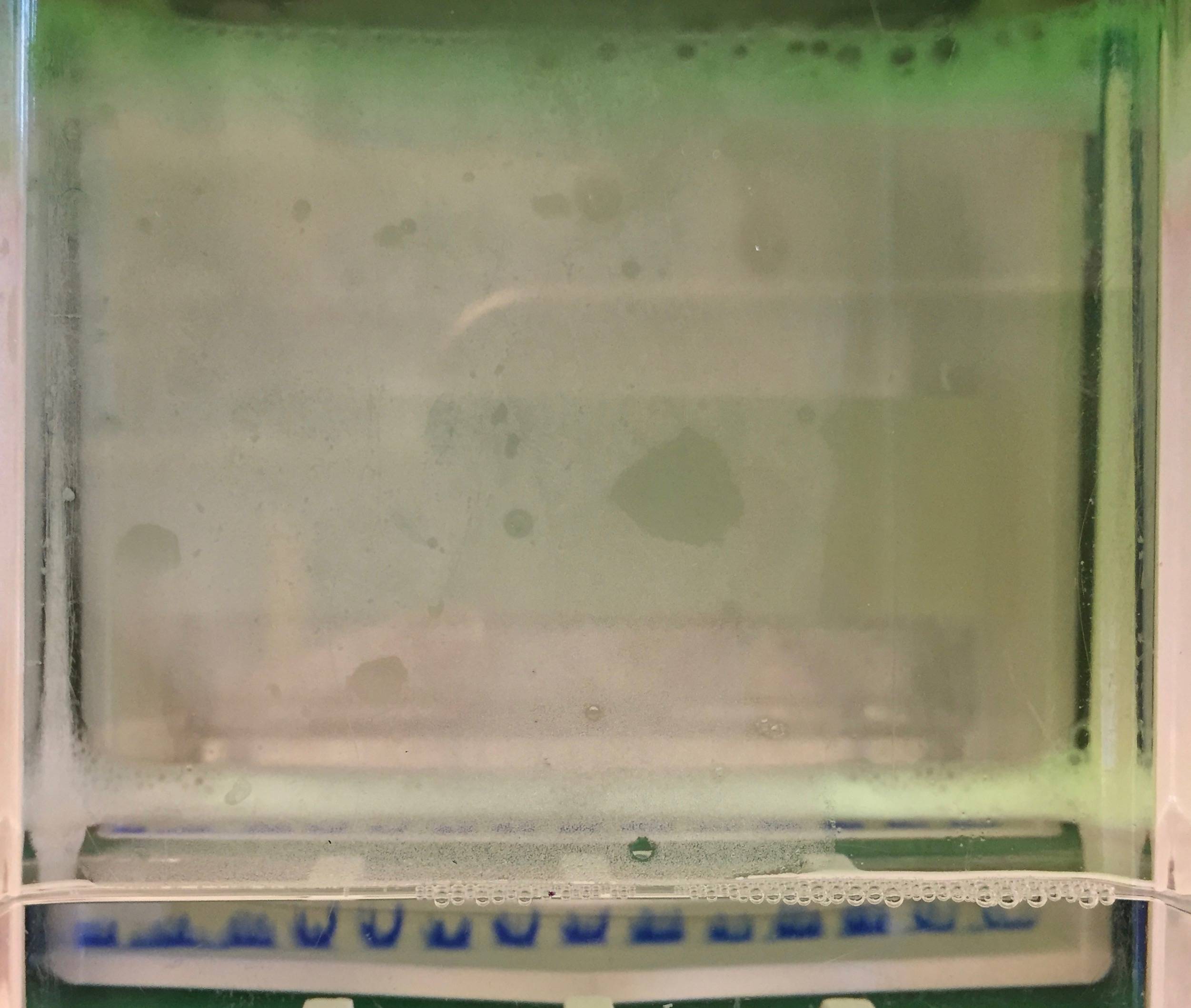 biochemistry Problems with SDSPAGE, no separation what could be