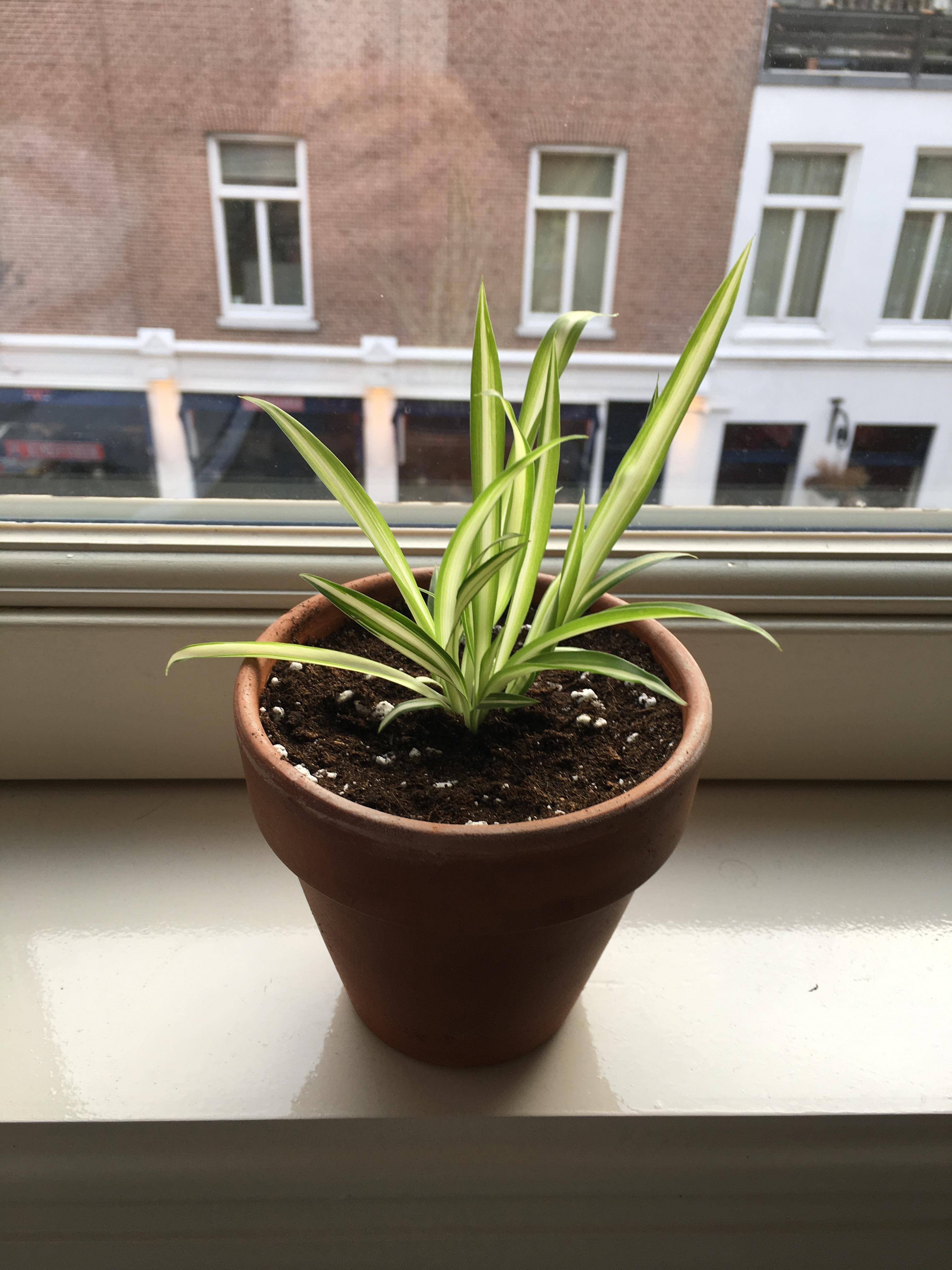 watering Spider plant leaves discolored, thin and droopy
