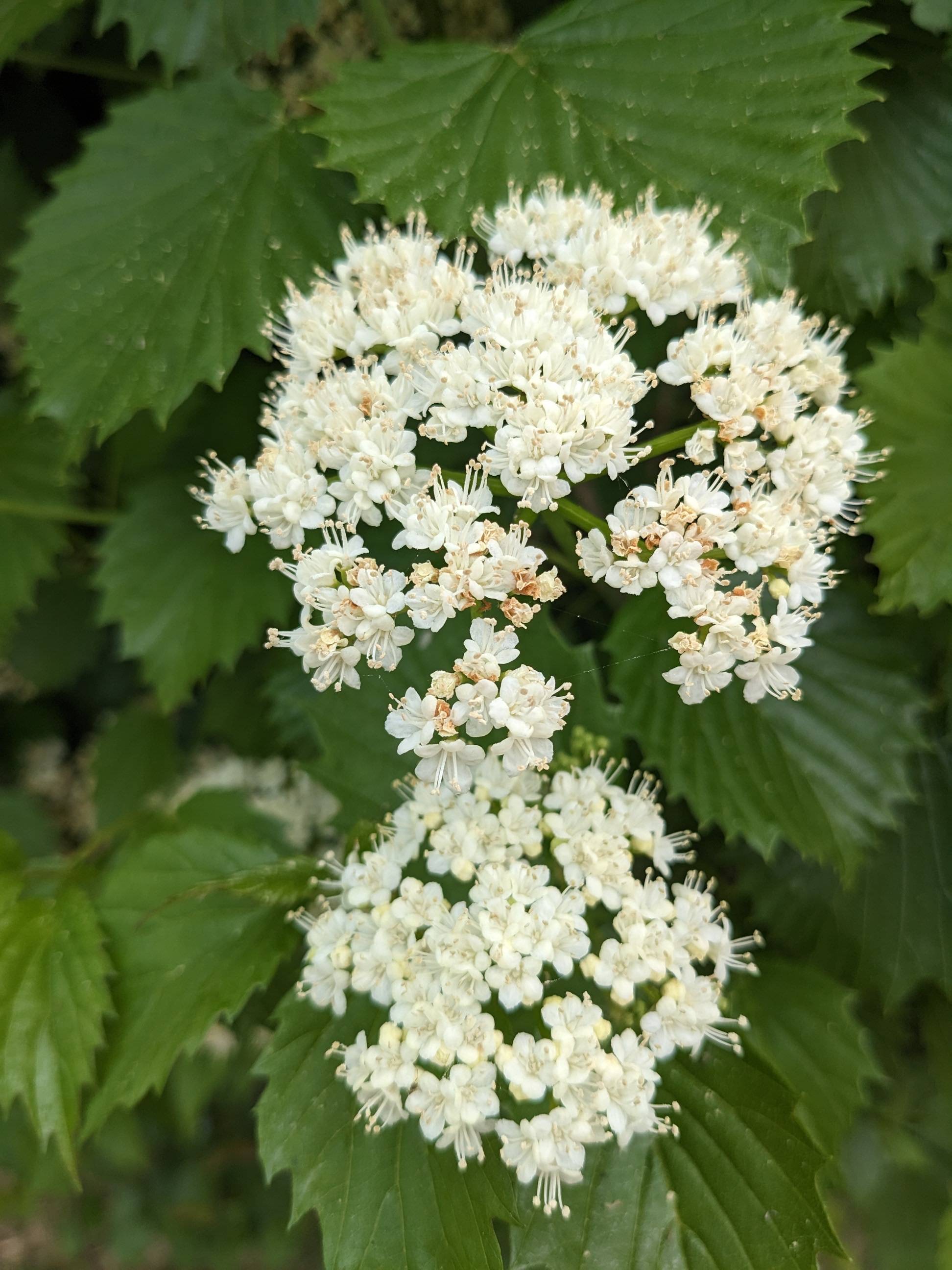 shrubs Should I wait until later in the season to trim our flowering