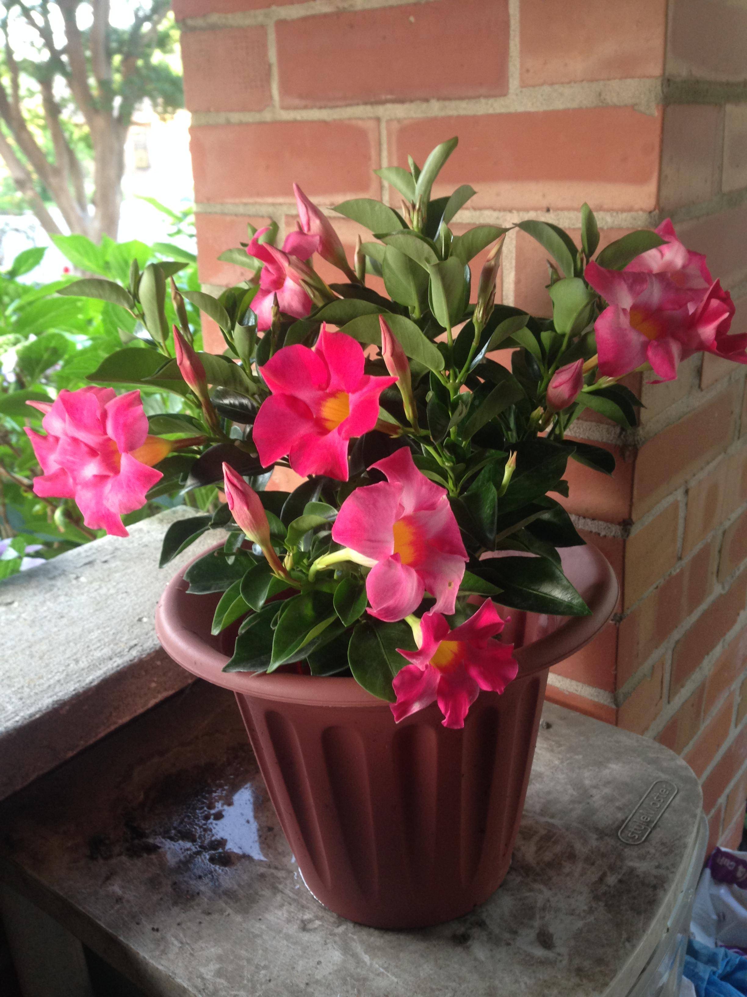 indoors I need advice about a Dipladenia (related to