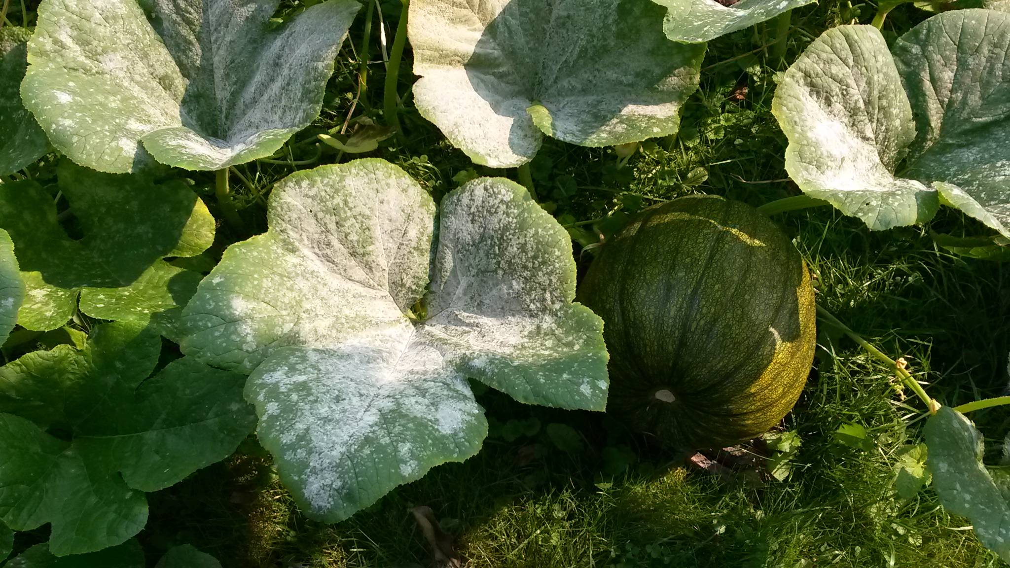 diseases How do I use a suggested spray for white fungus on my pumpkin plants? Gardening