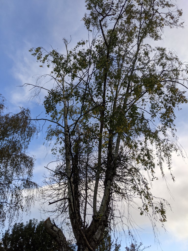 trees Is my silver birch dead? Gardening & Landscaping Stack Exchange