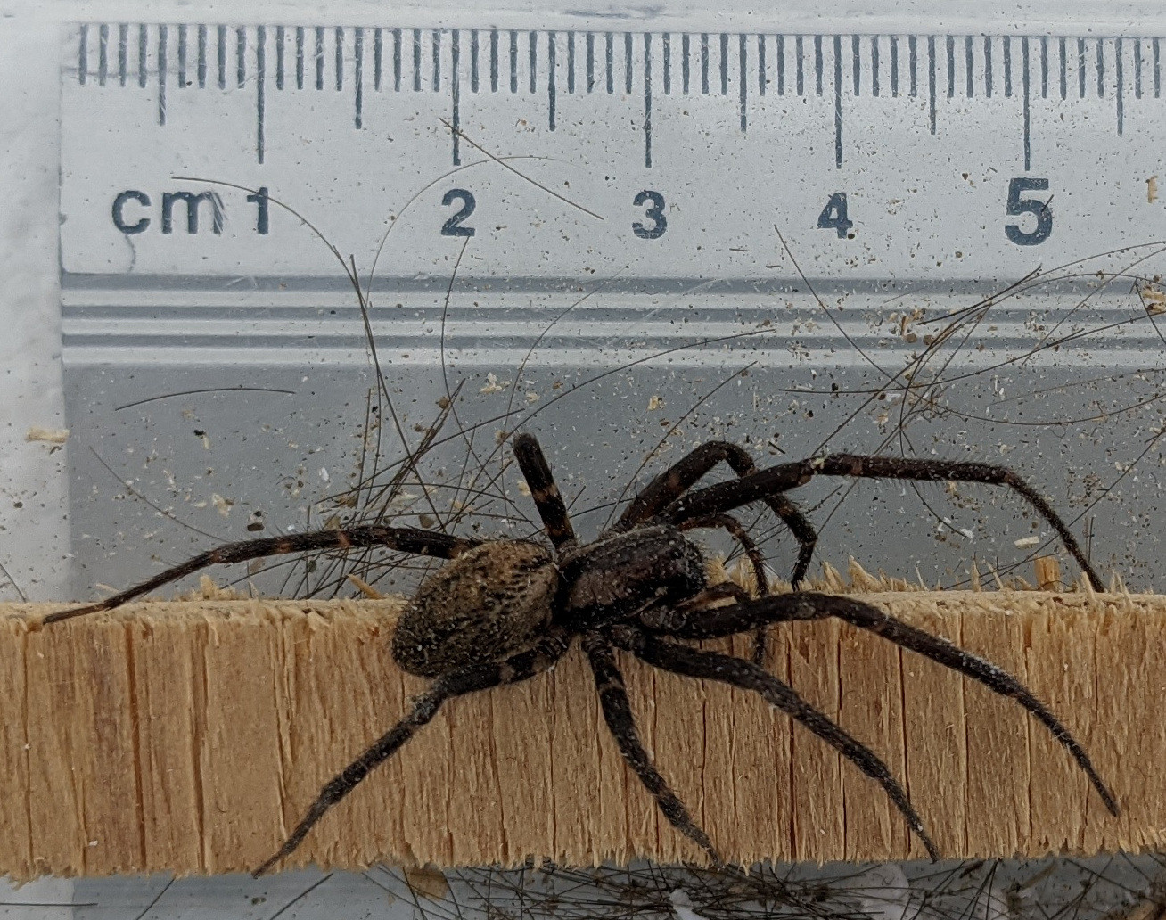 species identification What kind of spider is this from New Zealand