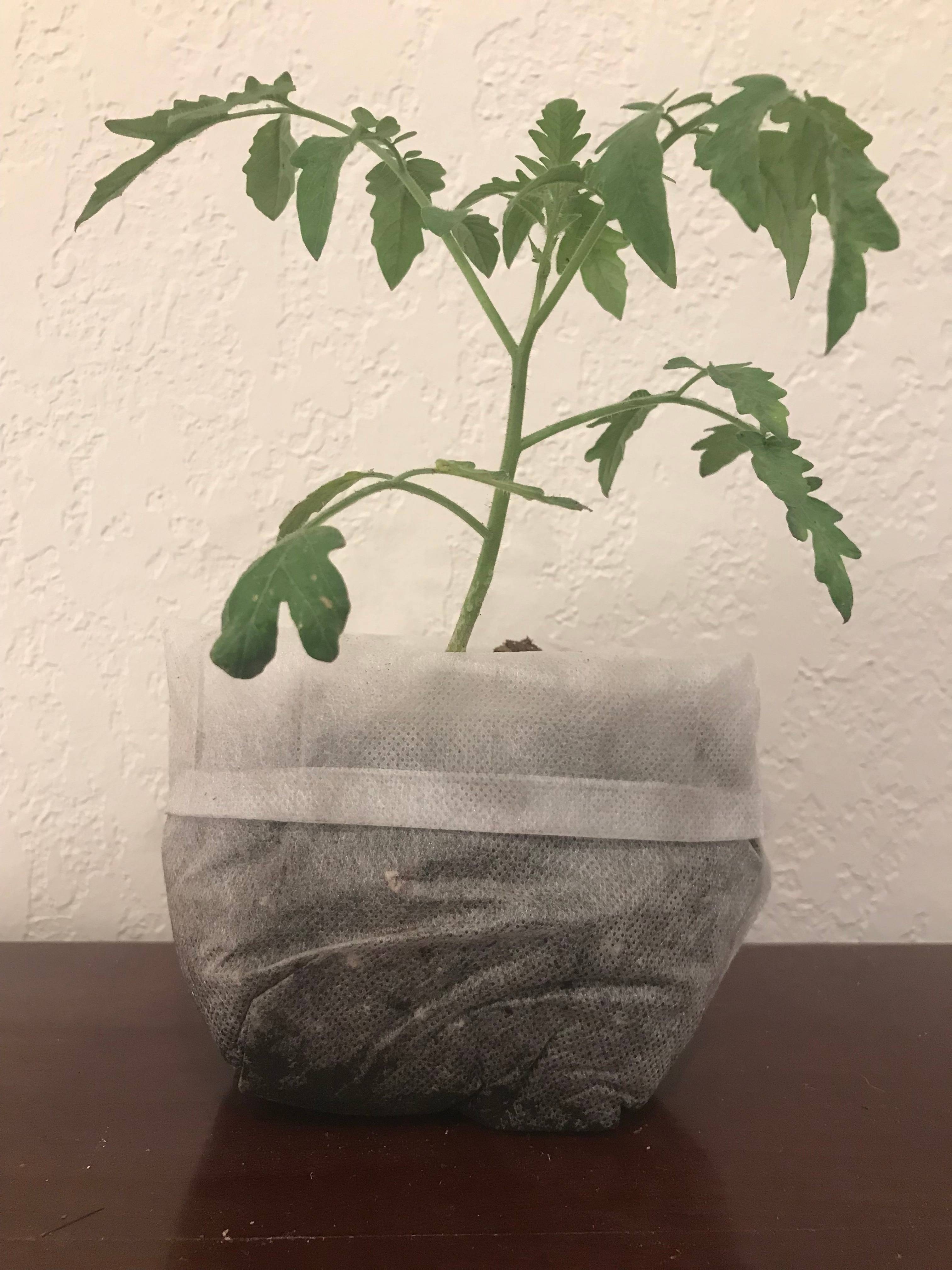diagnosis Peat Pellet Problem, Root bound after Transplanting