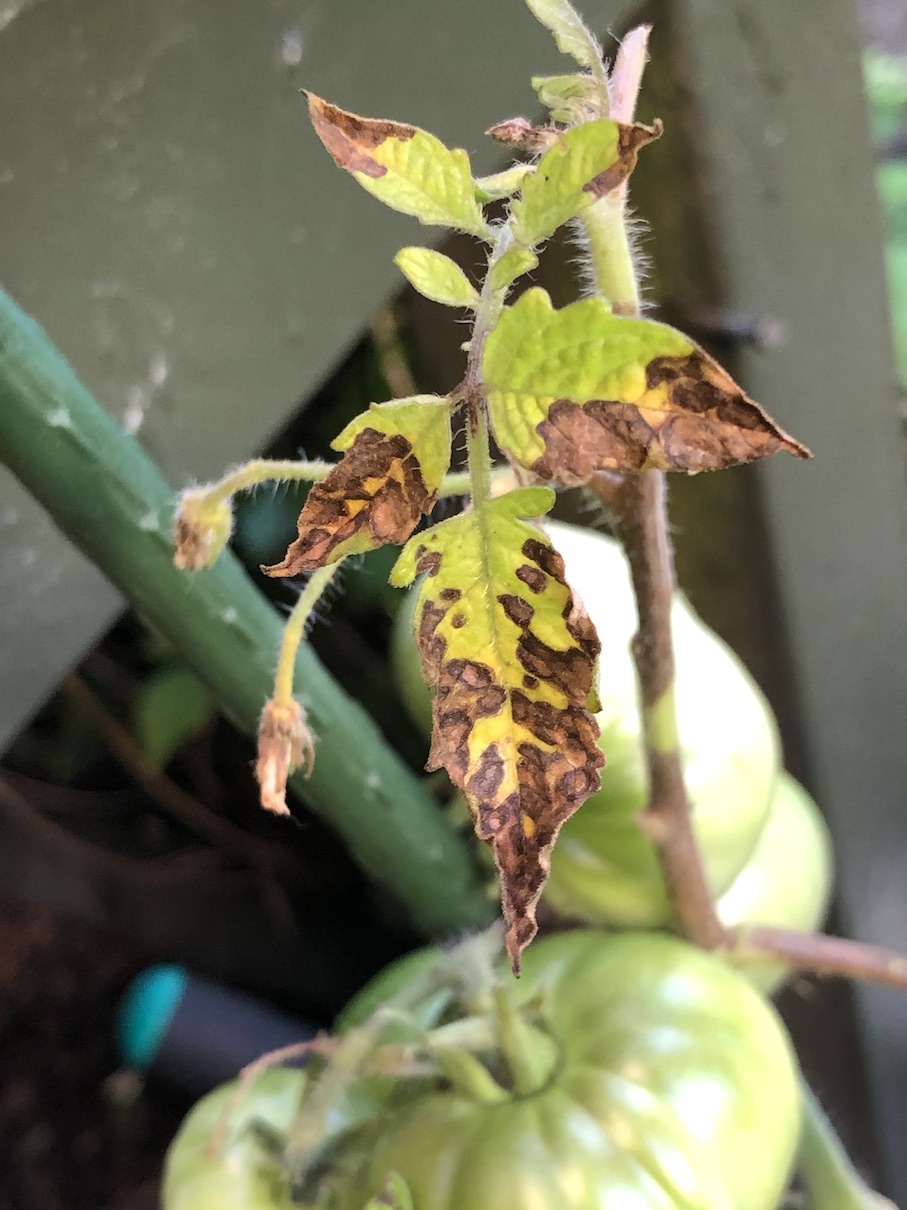 diagnosis What pest is affecting my tomato plants? Gardening