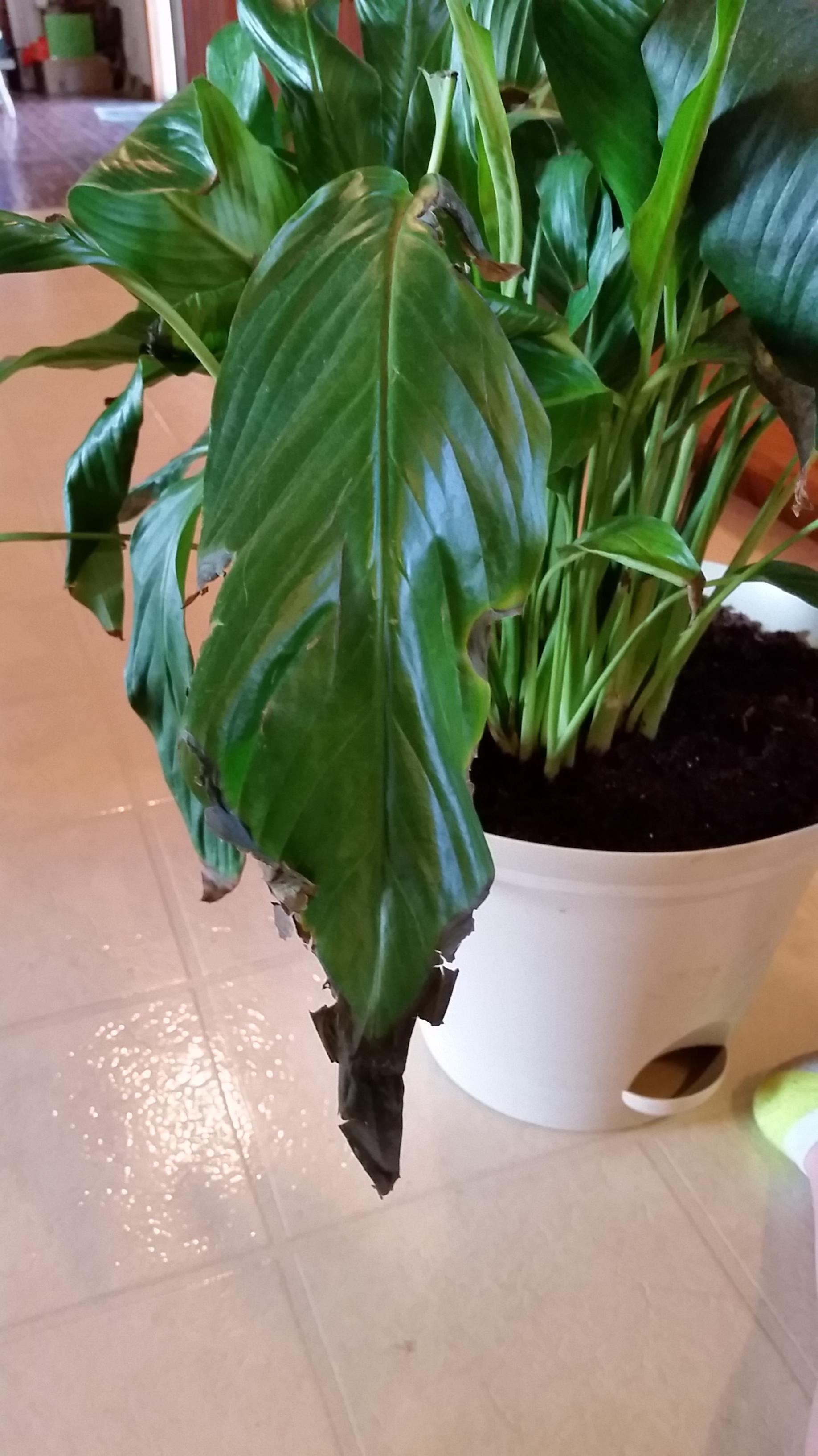 houseplants Why is my Peace lily dying? Gardening & Landscaping