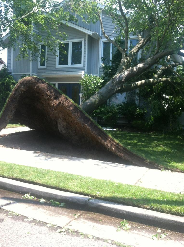 How can I determine which trees are unsafe in strong winds? Gardening