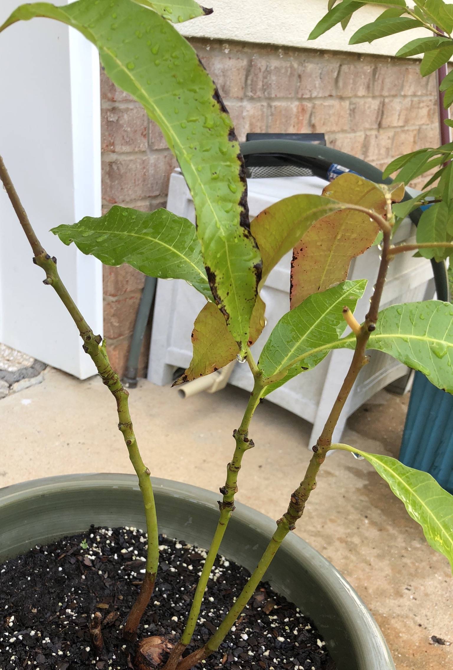 diagnosis What’s wrong with my mango tree Gardening & Landscaping Stack Exchange